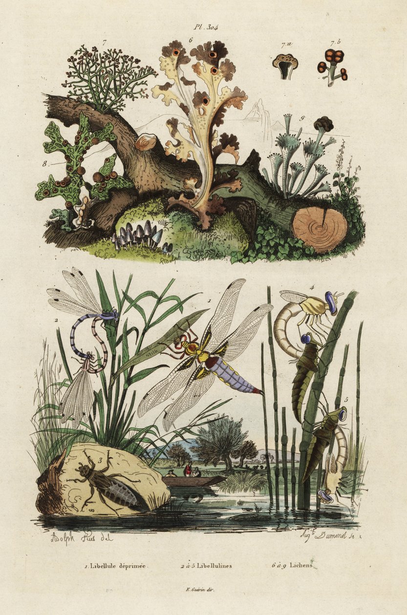 Chaser, skimmer a lišejníky., 1834-1839 (rytina) od Adolph (after) Fries
