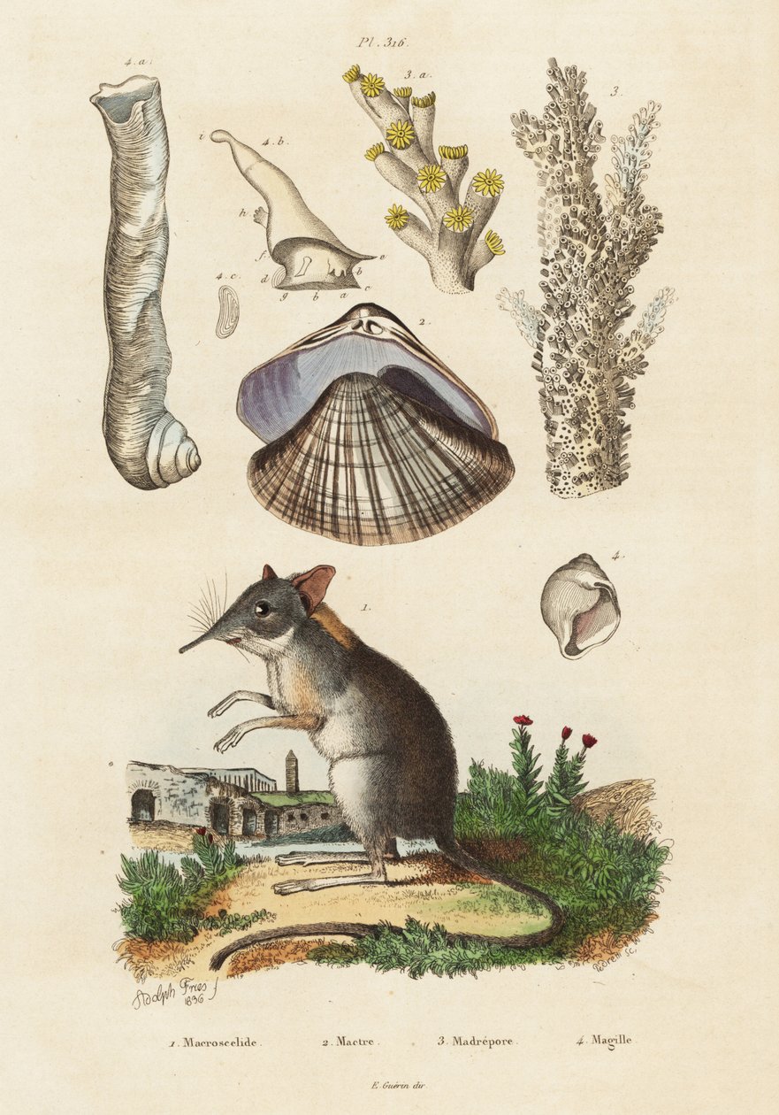 Sloní rejsek, škeble a korály., 1834-1839 (rytina) od Adolph (after) Fries