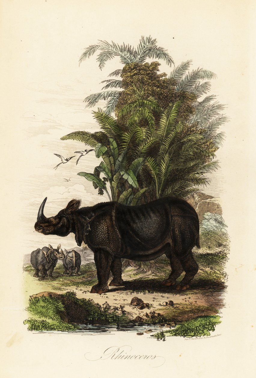 Nosorožec indický, Rhinoceros unicornis, zranitelný od Adolph (after) Fries