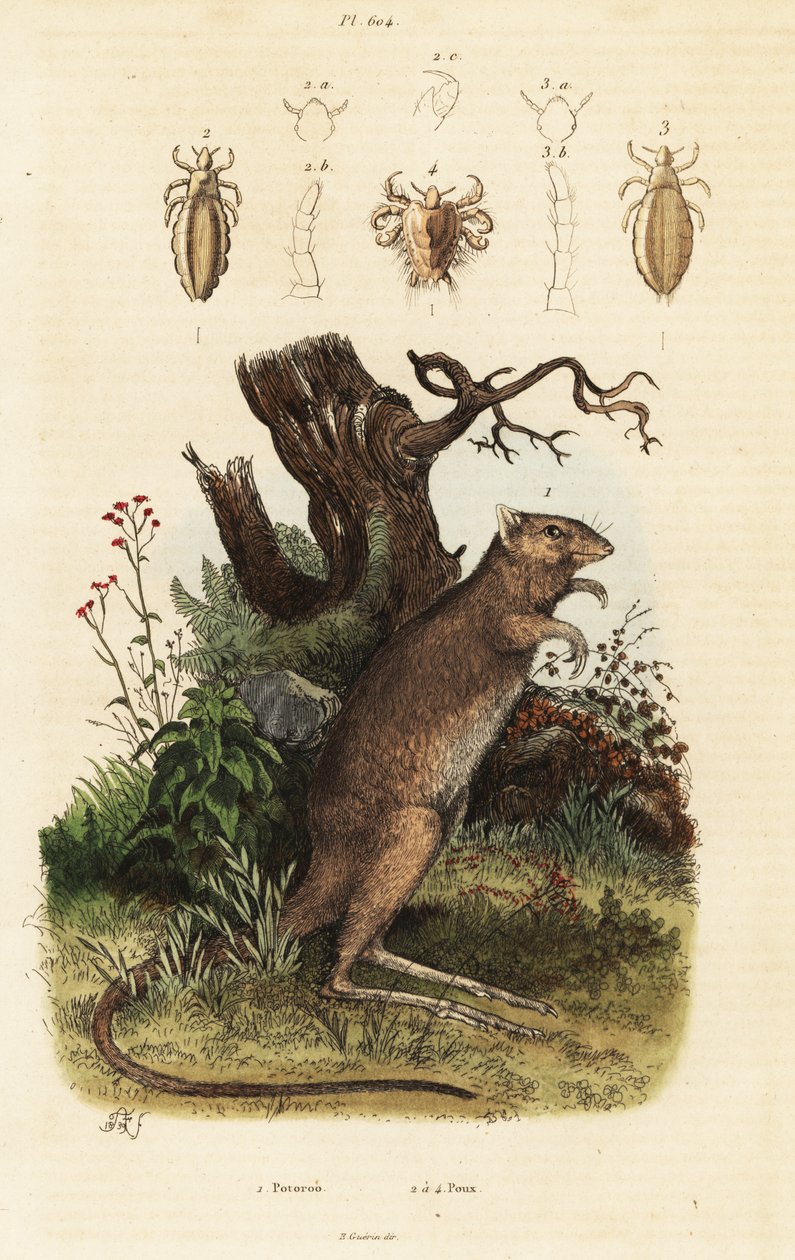 Druhy potoroo a vši dlouhonohé. od Adolph (after) Fries