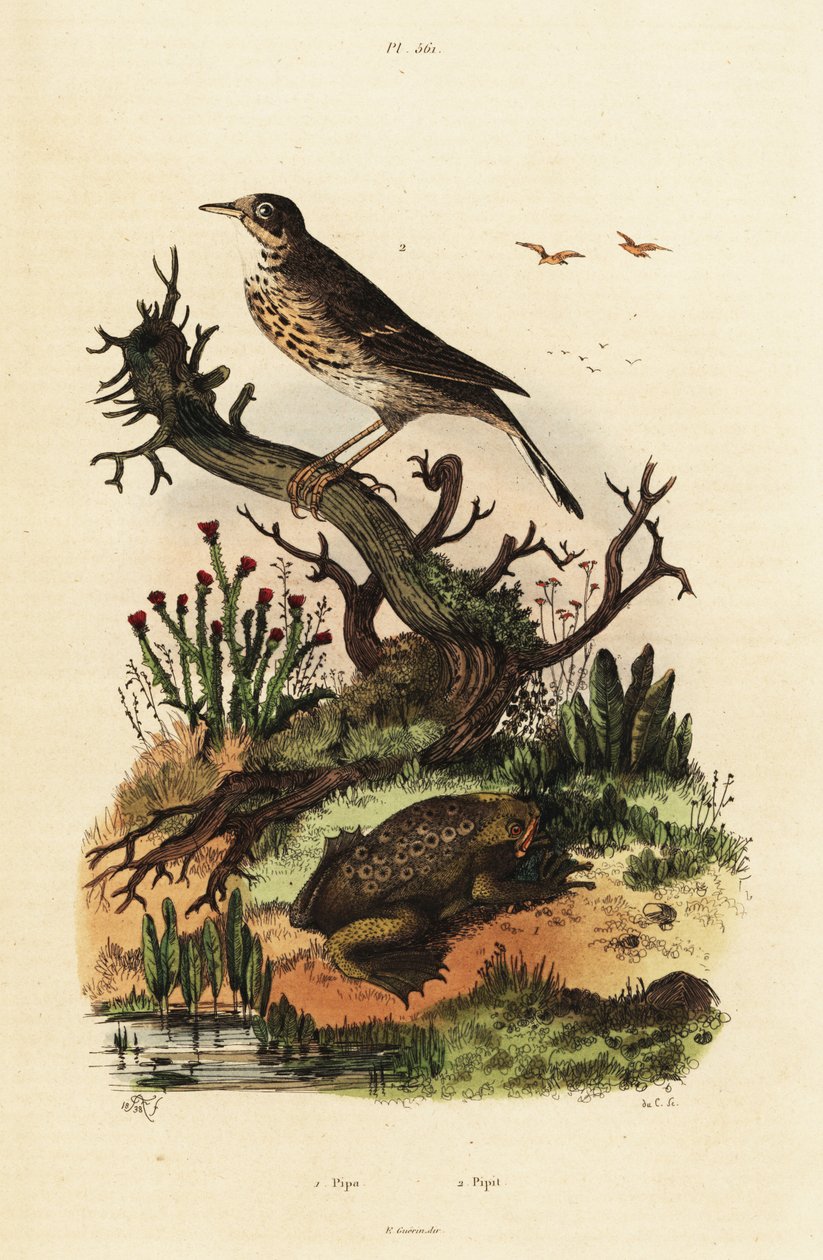 Pipit luční a ropucha surinamská. od Adolph (after) Fries