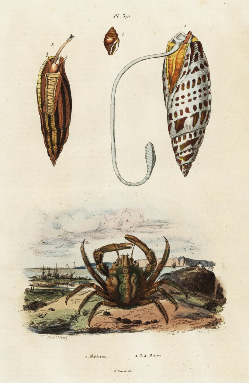 Pokosové skořápky a zelený krab., 1834-1839 (rytina) od Adolph (after) Fries