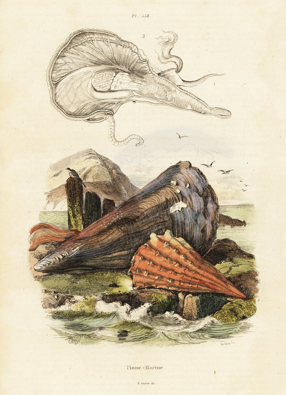 Mušle per nebo vějířovité mušle. ,1834-1839 (rytina) od Adolph (after) Fries