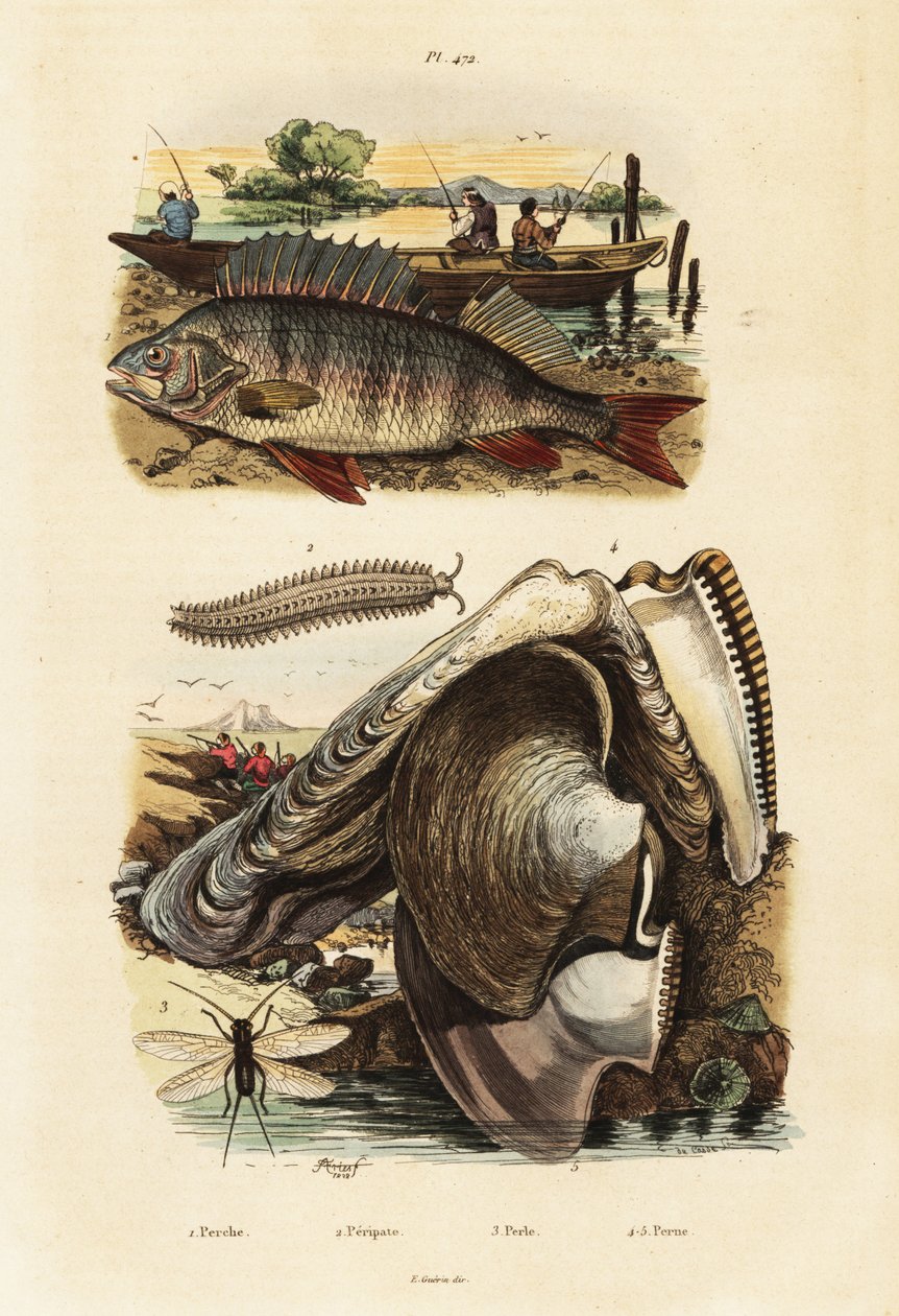 Okoun, perlorodka, sametový červ a lacewing.,1834-1839 (rytina) od Adolph (after) Fries