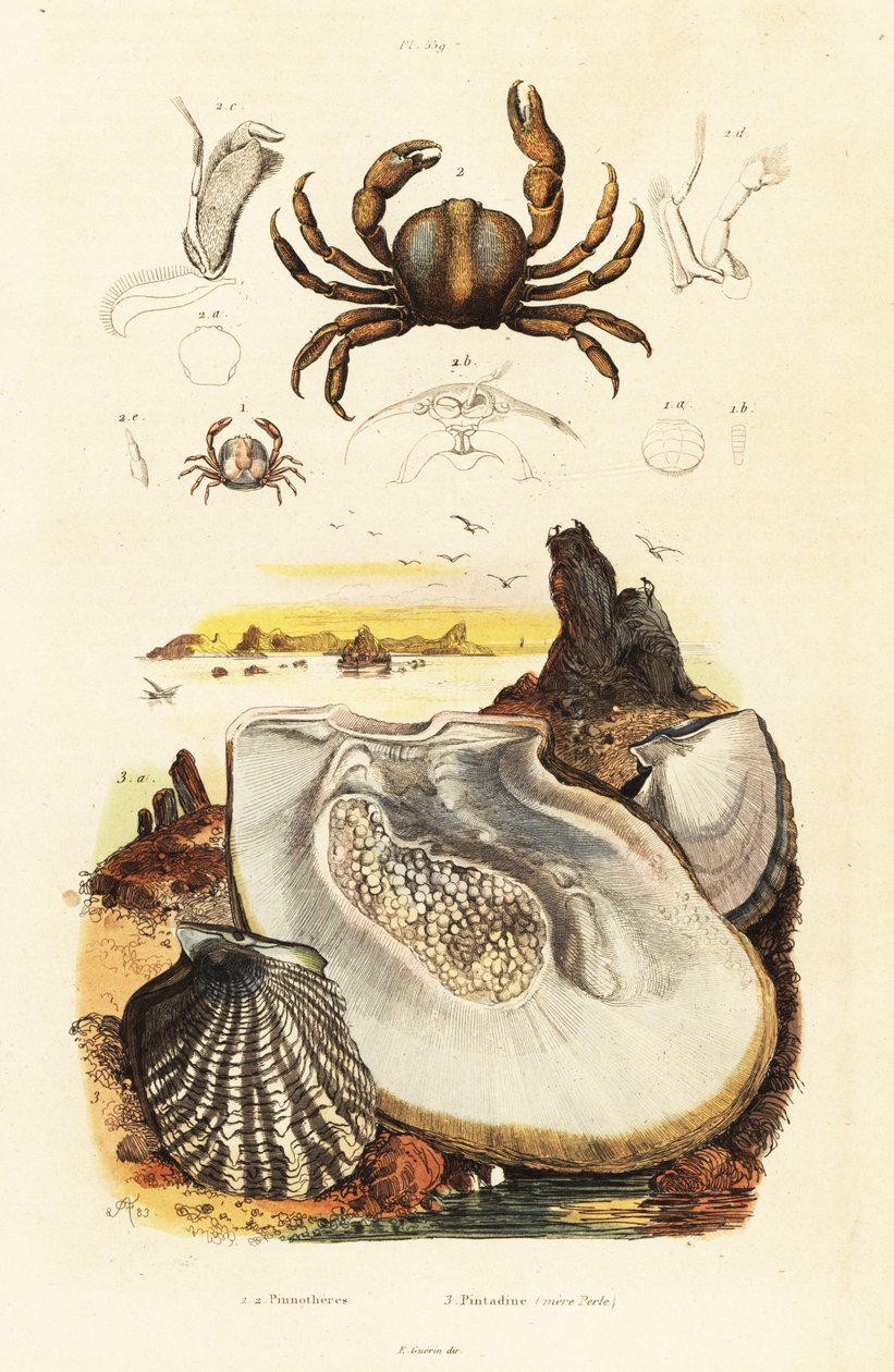 Pin krabi a perlová ústřice., 1834-1839 (rytina) od Adolph (after) Fries