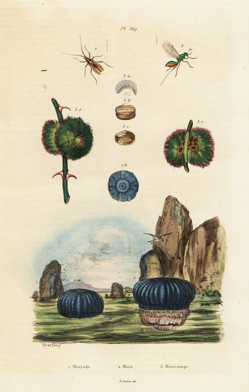 Sasanka a hmyz., 1834-1839 (rytina) od Adolph (after) Fries