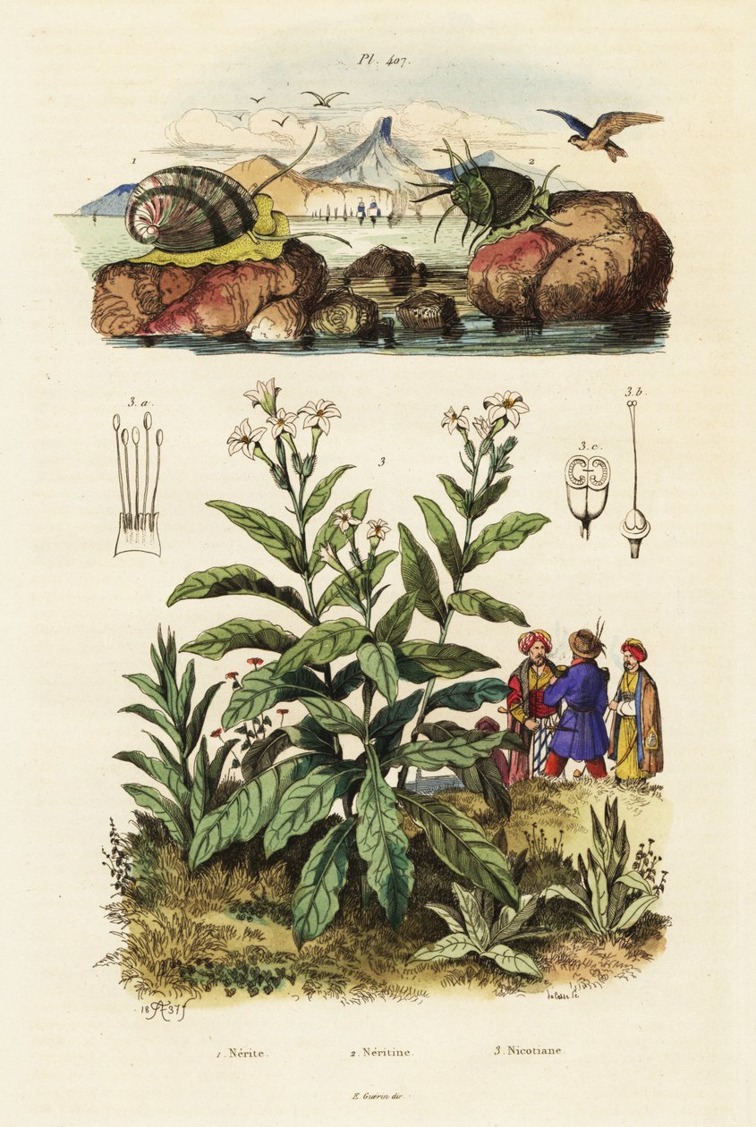 Mořští šneci a rostlina tabáku. ,1834-1839 (rytina) od Adolph (after) Fries