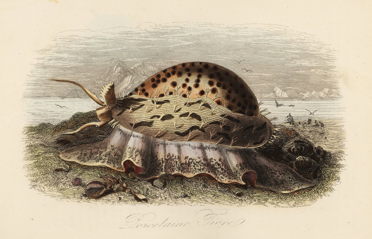 Tygr cowrie, Cypraea tigris od Adolph (after) Fries