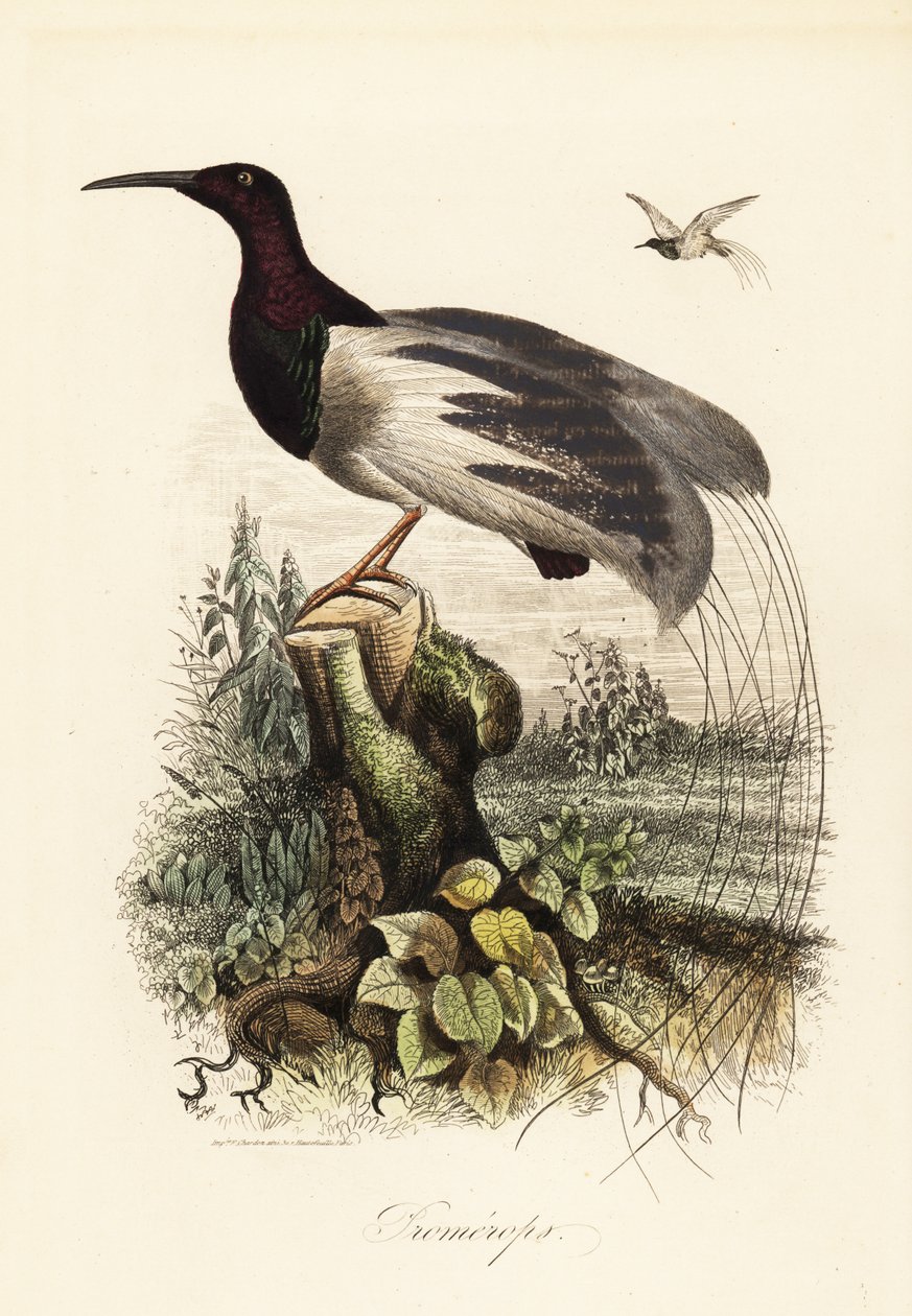 Dvanáctidrátová rajka, Seleucidis melanoleucus od Adolph (after) Fries