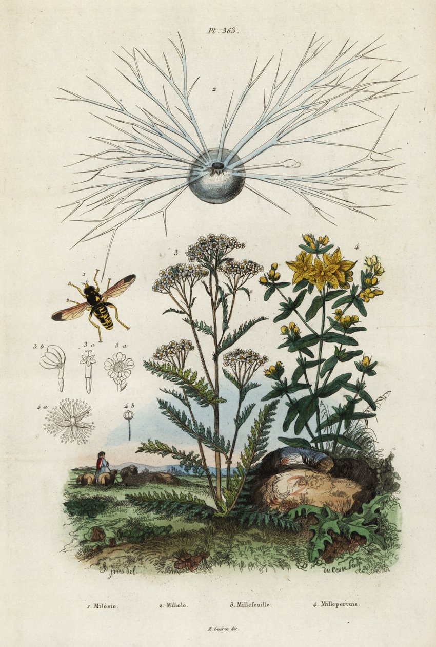 Řebříček, třezalka, foraminifera a pestřenka., 1834-1839 (rytina) od Adolph (after) Fries