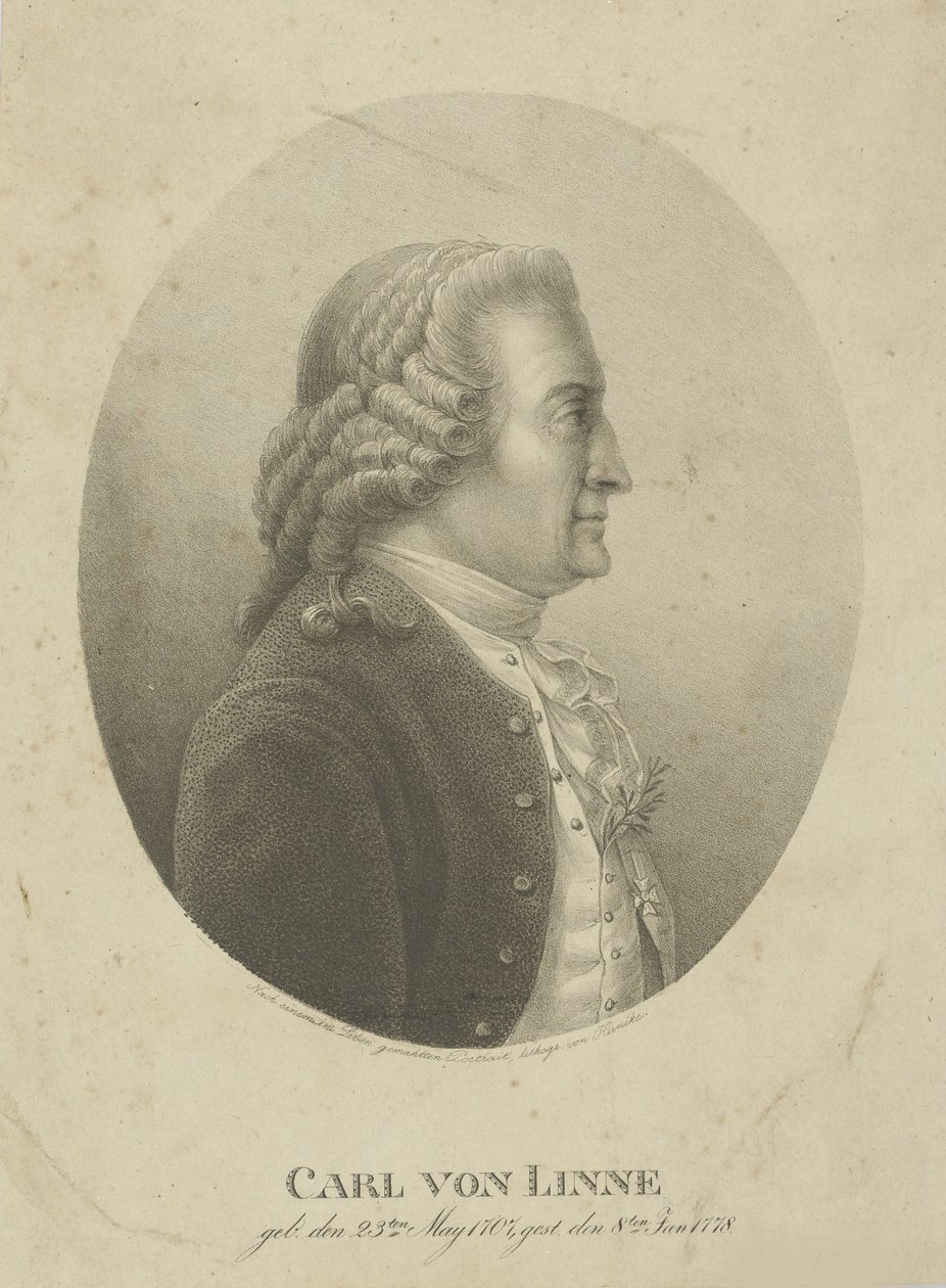 Portrét Carla Linného 1707-1778, c. 1800. od Adolph Friedrich Kunike