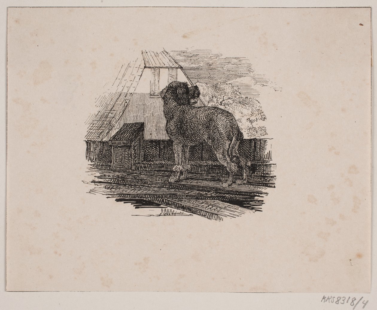 Pudl pes od Johan Adolph Kittendorff