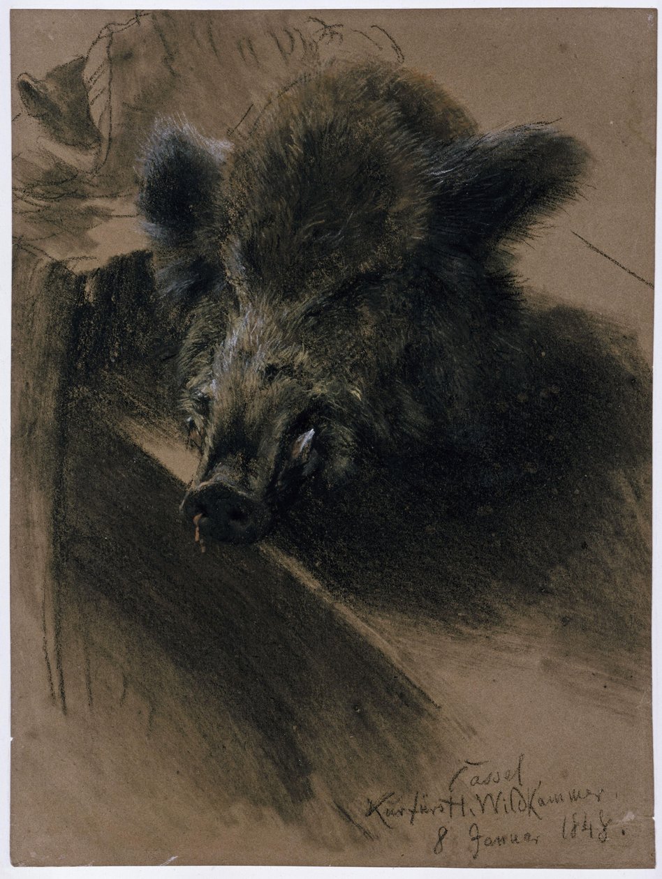 Hlava divočáka v kurfiřtské lovecké komnatě v Kasselu od Adolph Menzel