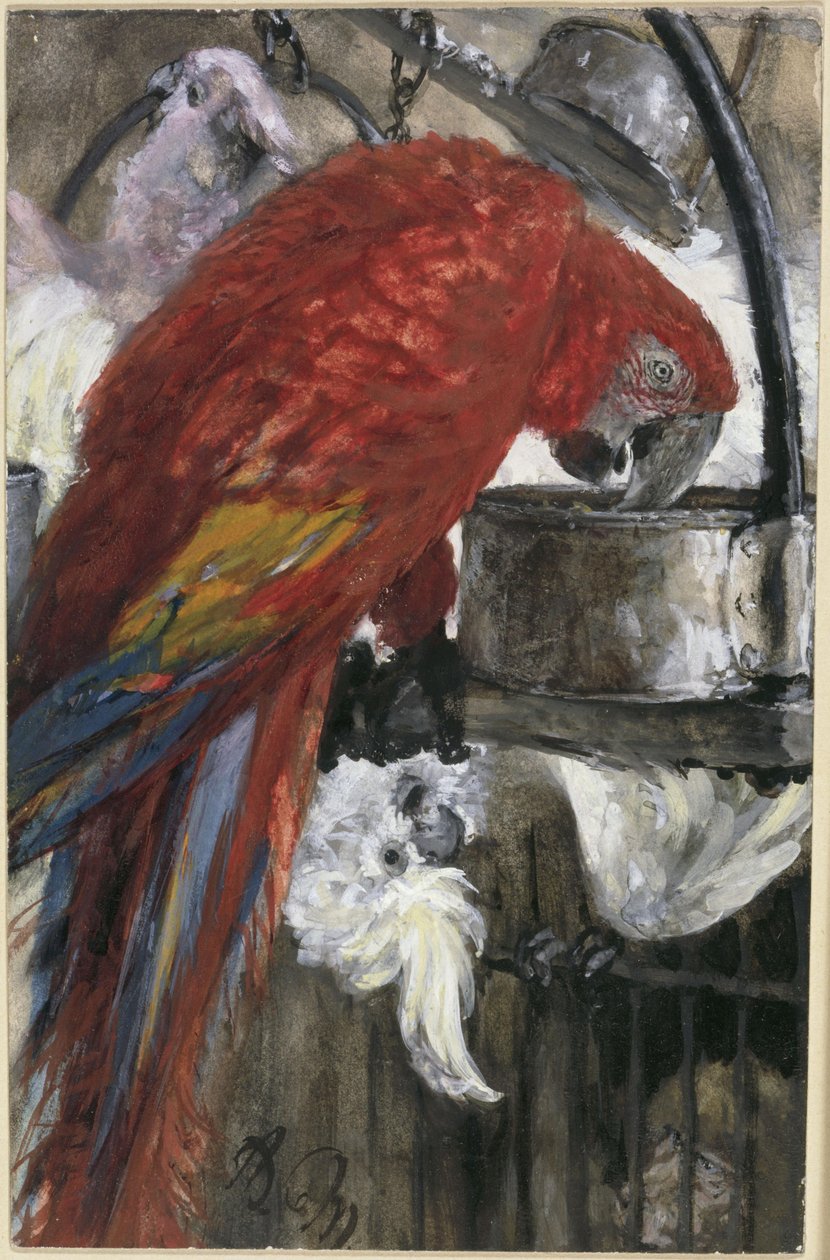 Ara červený a kakaduové. Z „Dětského alba“ od Adolph Menzel