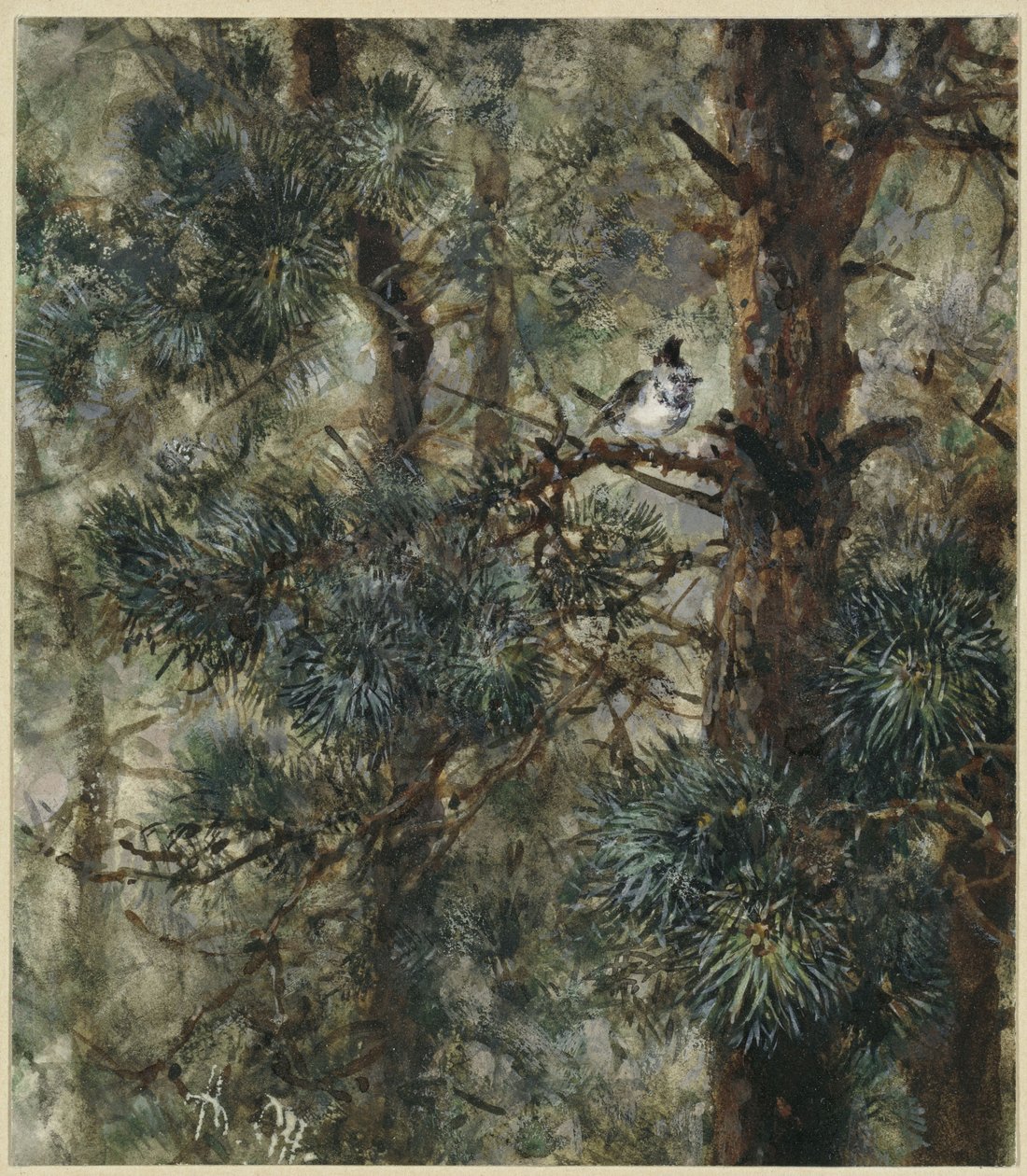 Sýkorka čepičatá v borovicových větvích. Z „Dětského alba“ od Adolph Menzel