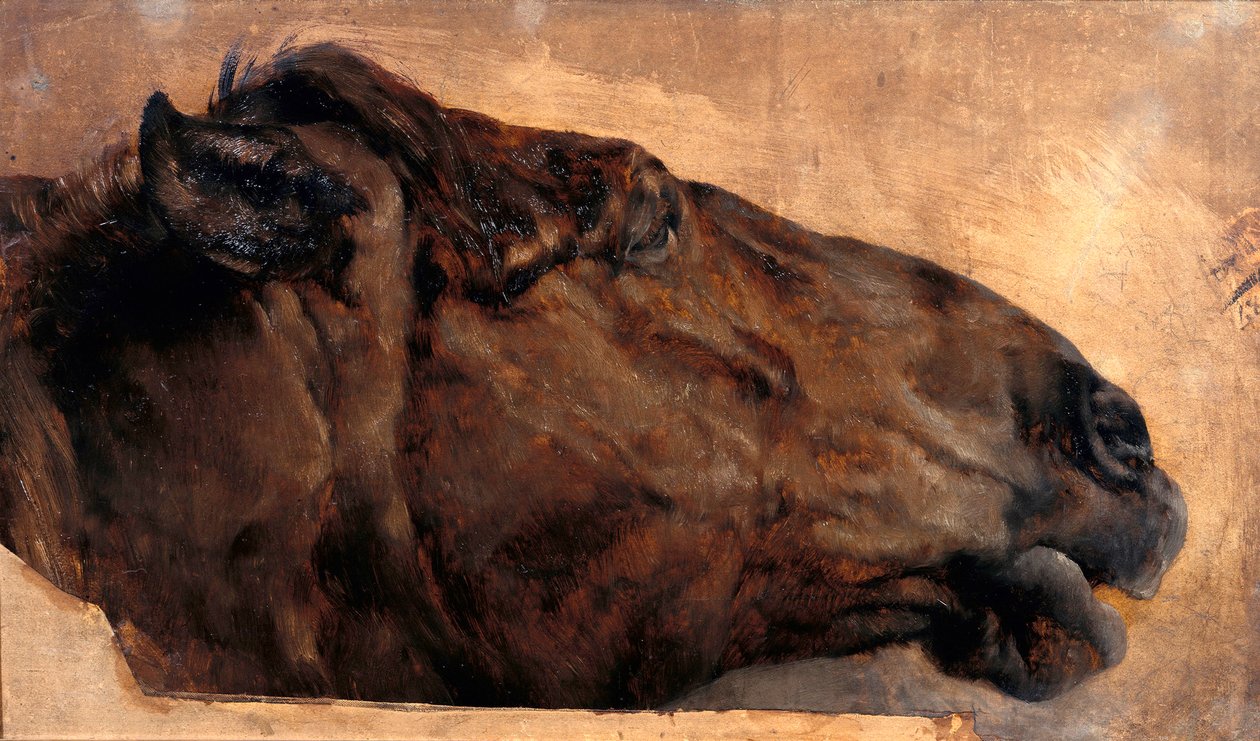 Studie koně. Hlava v bočním pohledu směrem doprava od Adolph Menzel