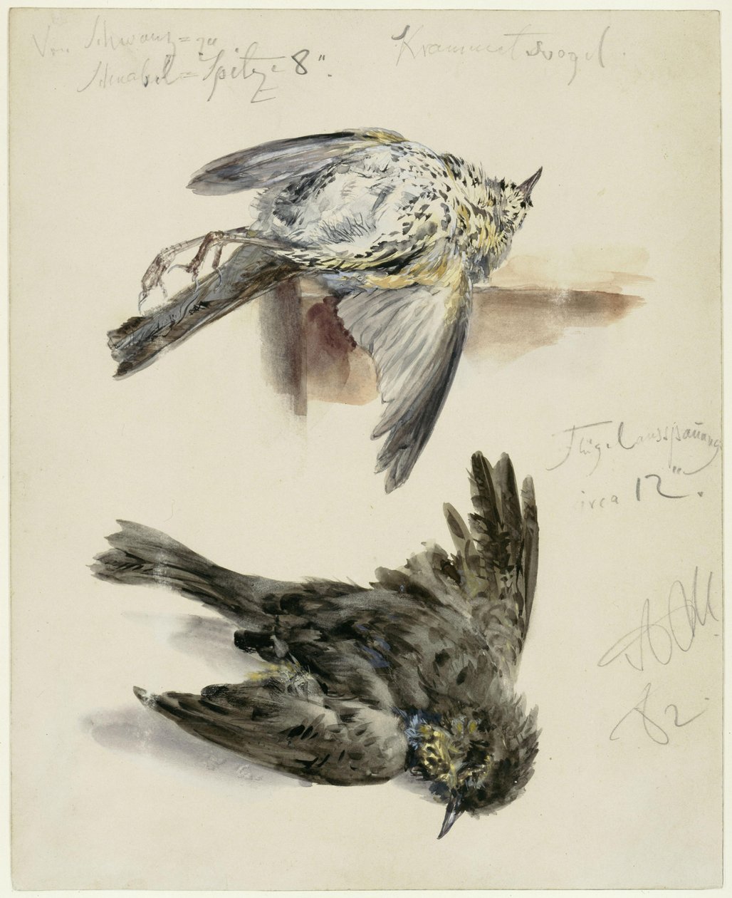 Mrtvý pták rodu Krammetsvogel ze dvou úhlů pohledu od Adolph Menzel
