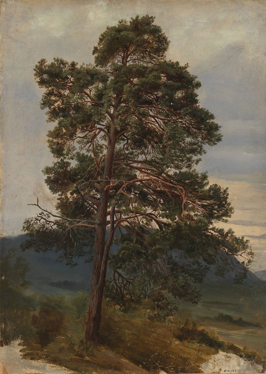 Studie borovice od Adolph Tidemand