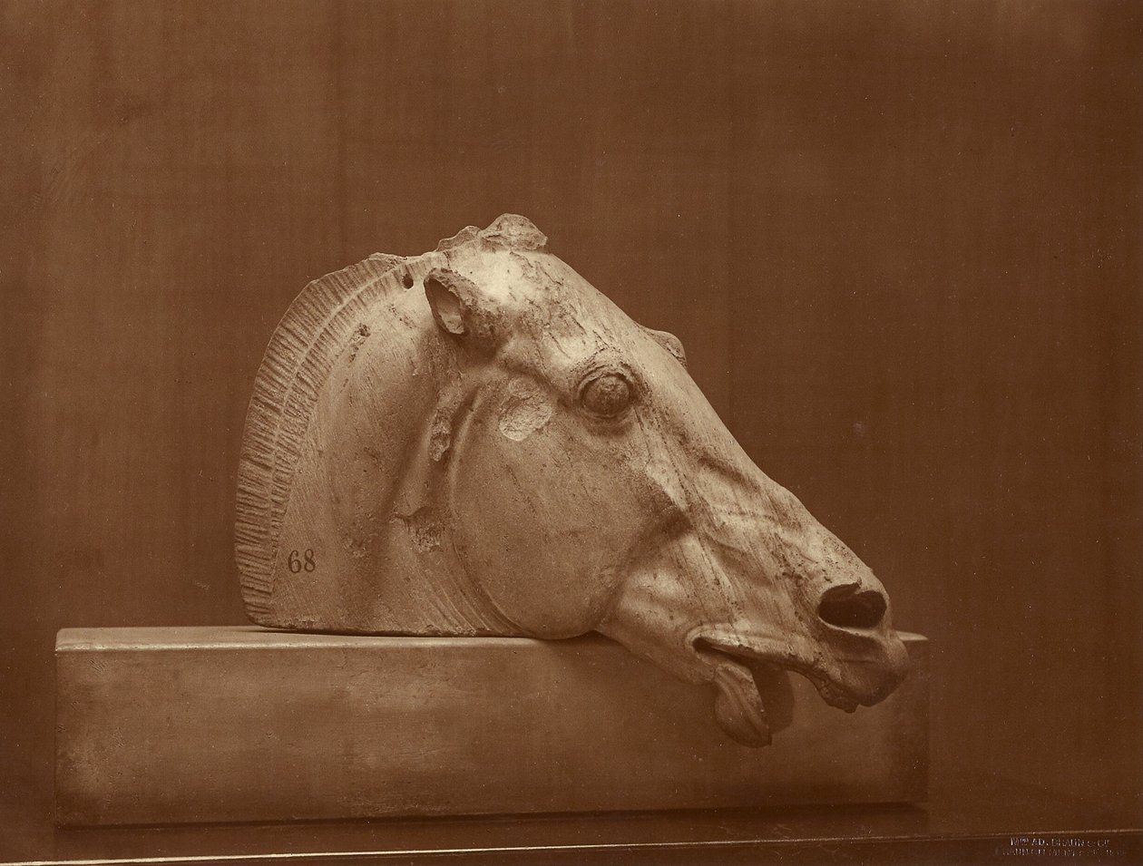 [Hlava koně z tympanonu Parthenonu, Britské muzeum] od Adolphe Braun