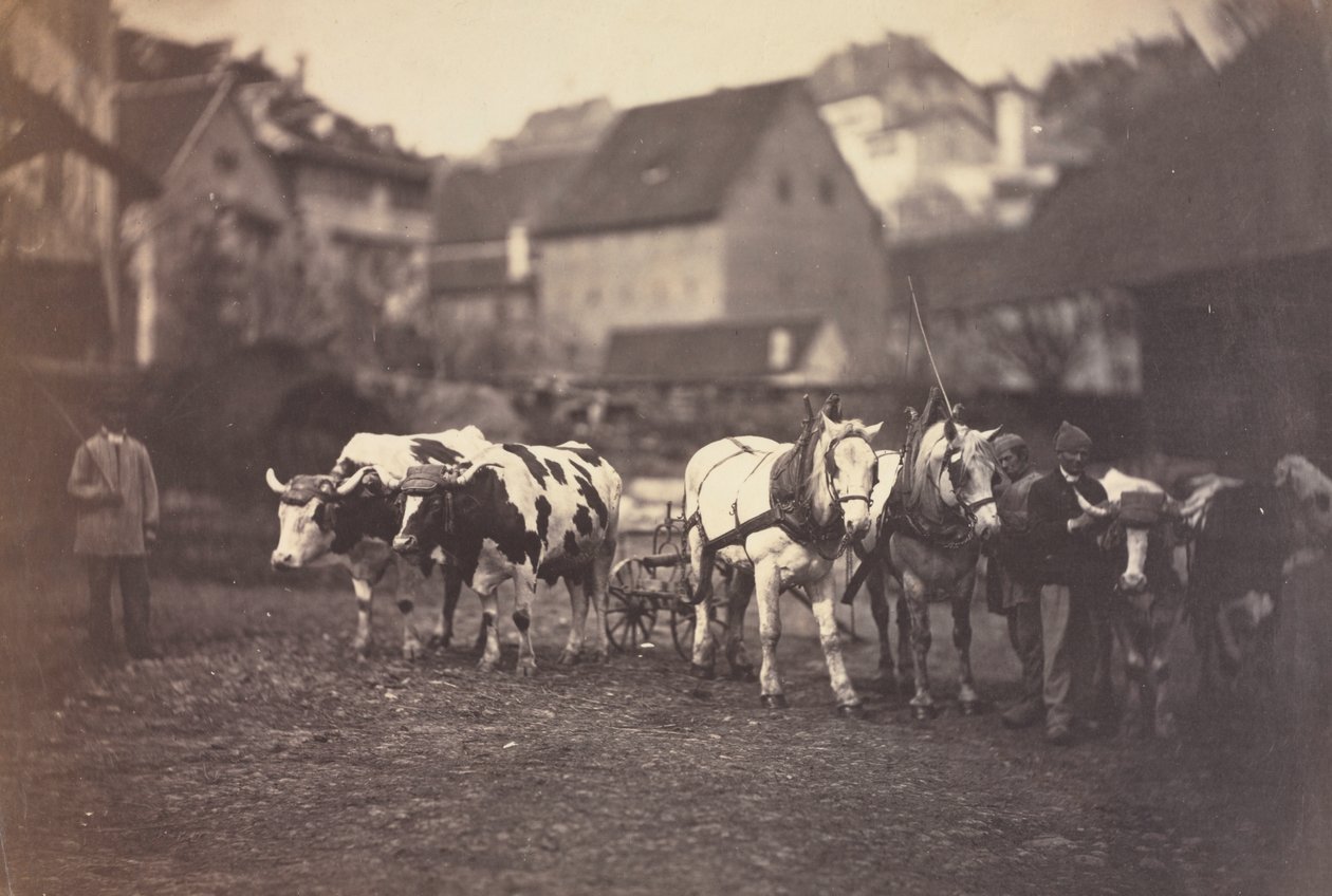 Bez názvu (Hospodářská zvířata) od Adolphe Braun
