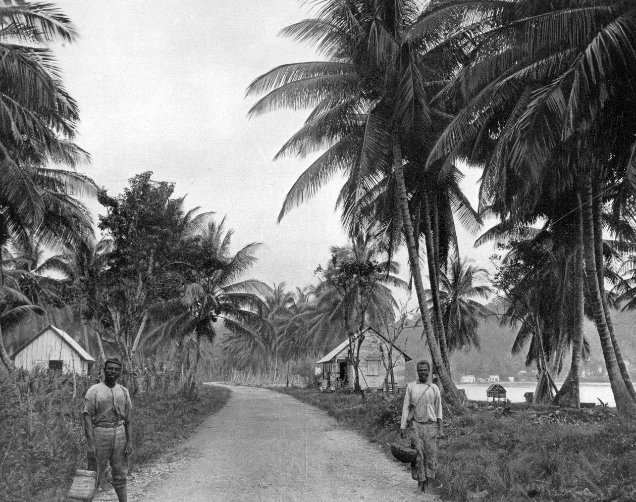 Kokosový háj, Port Antonio, Jamajka, c1905. od Adolphe Duperly and Son