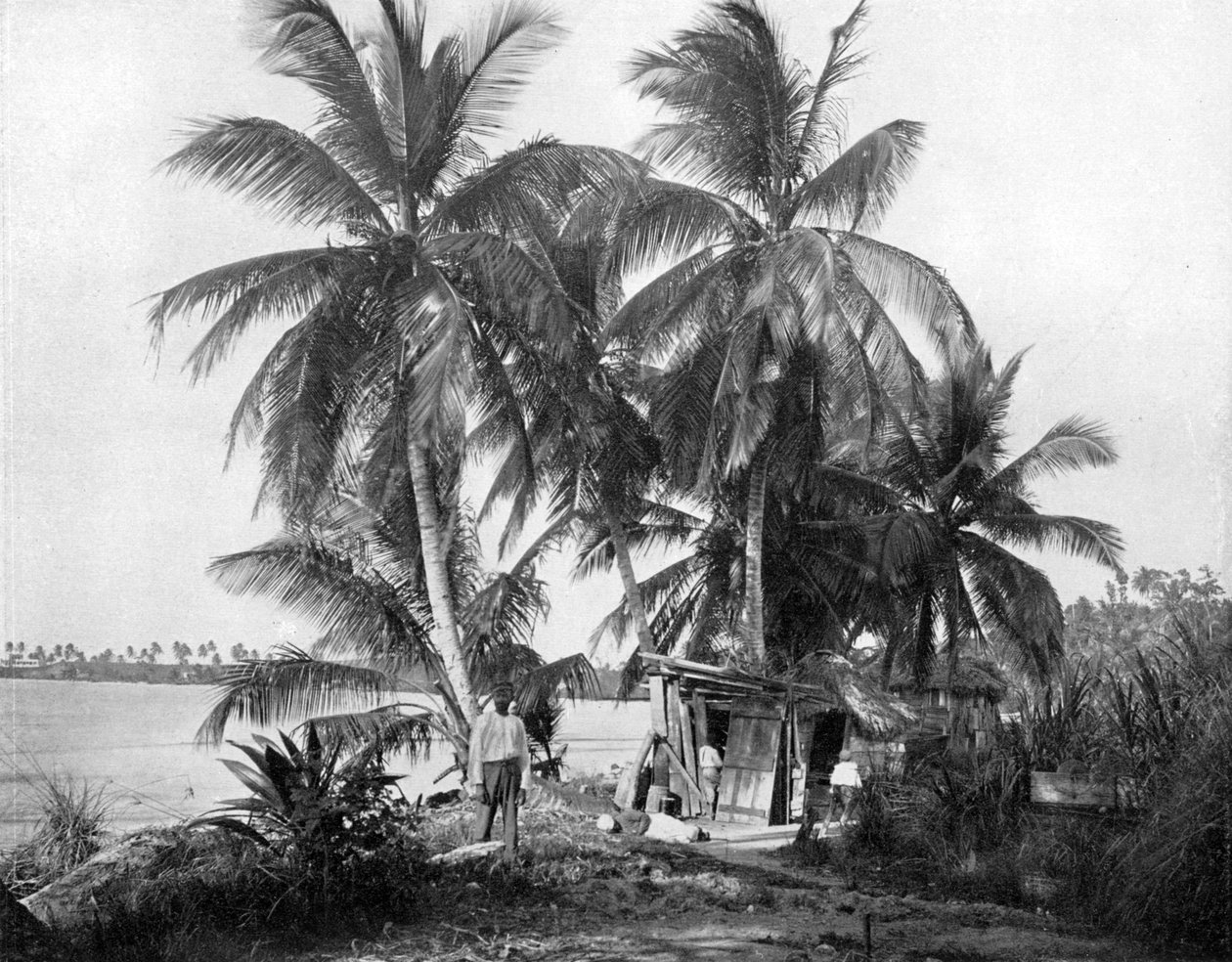 Na cestě do Blue Hole, Port Antonio, Jamajka, c1905. od Adolphe Duperly and Son