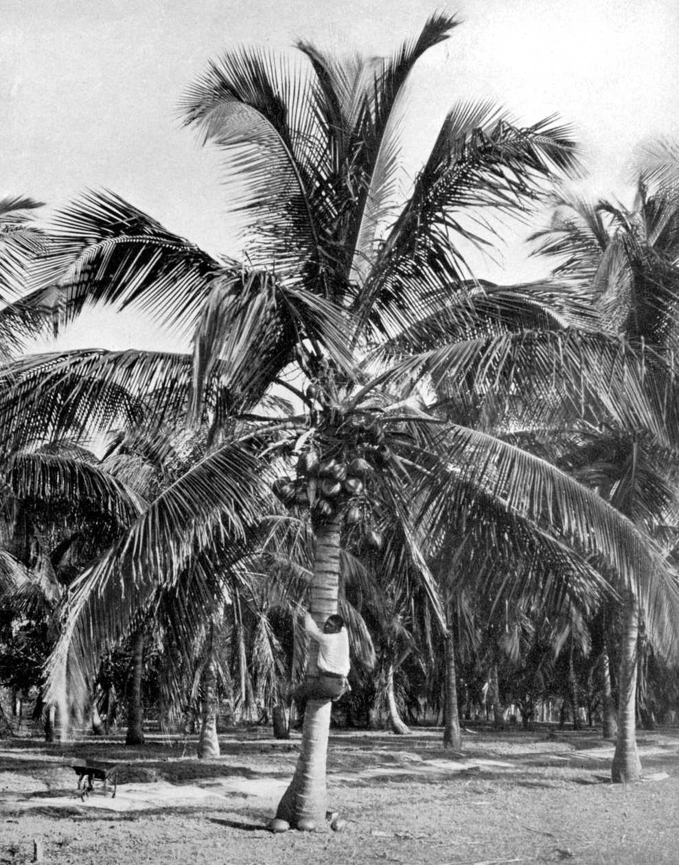 Sbírání kokosů, Jamajka, c1905 od Adolphe Duperly and Son