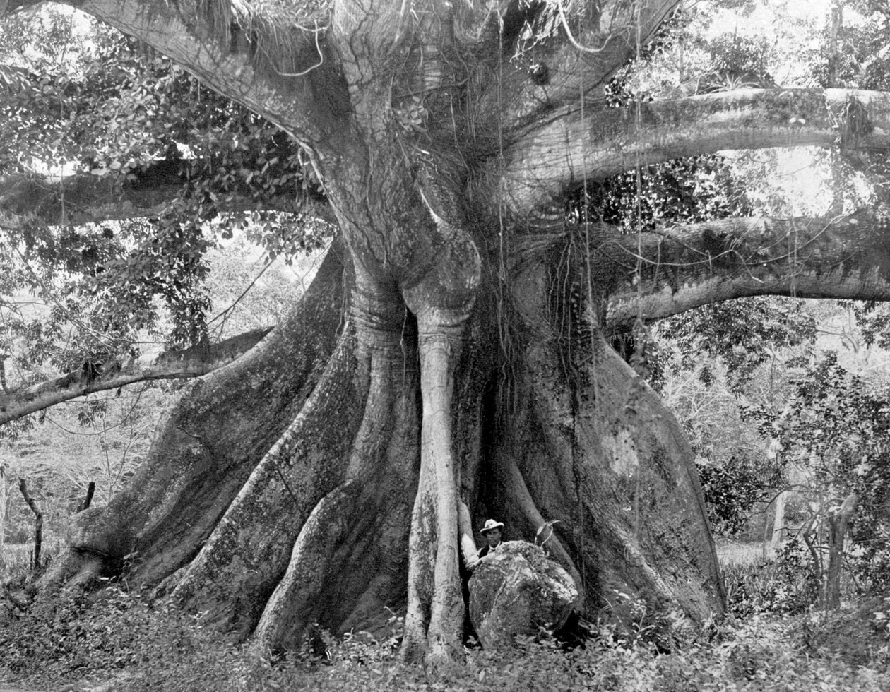 Tom Cringles Cotton Tree, Spanish Town Road, Jamajka, c1905. od Adolphe Duperly and Son