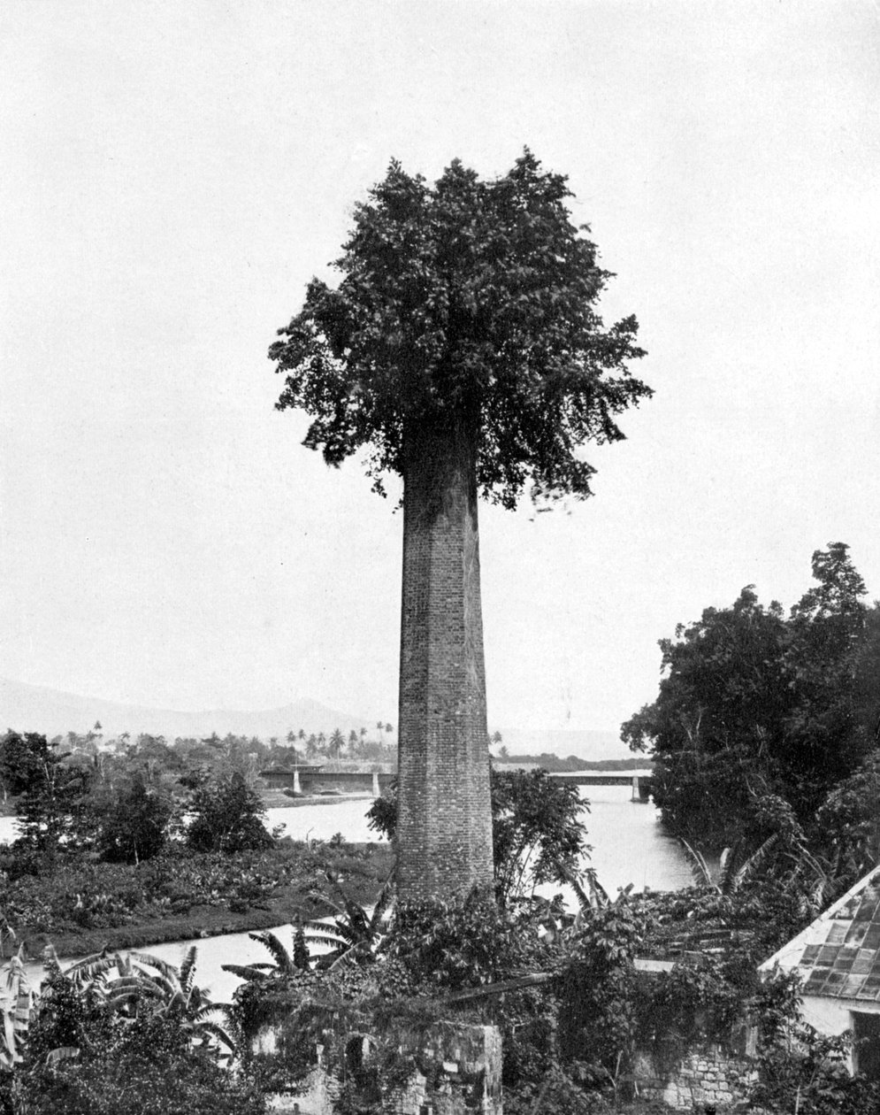 Strom vyrůstající ze starého komína cukrové usedlosti, Jamajka, c1905. od Adolphe Duperly and Son