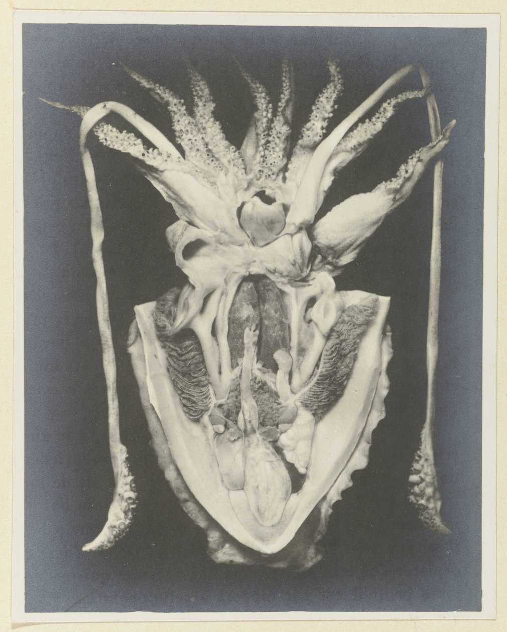 Anatomie chobotnice Anatomy de la Seiche (název na objektu) od Adolphe Louis Donnadieu