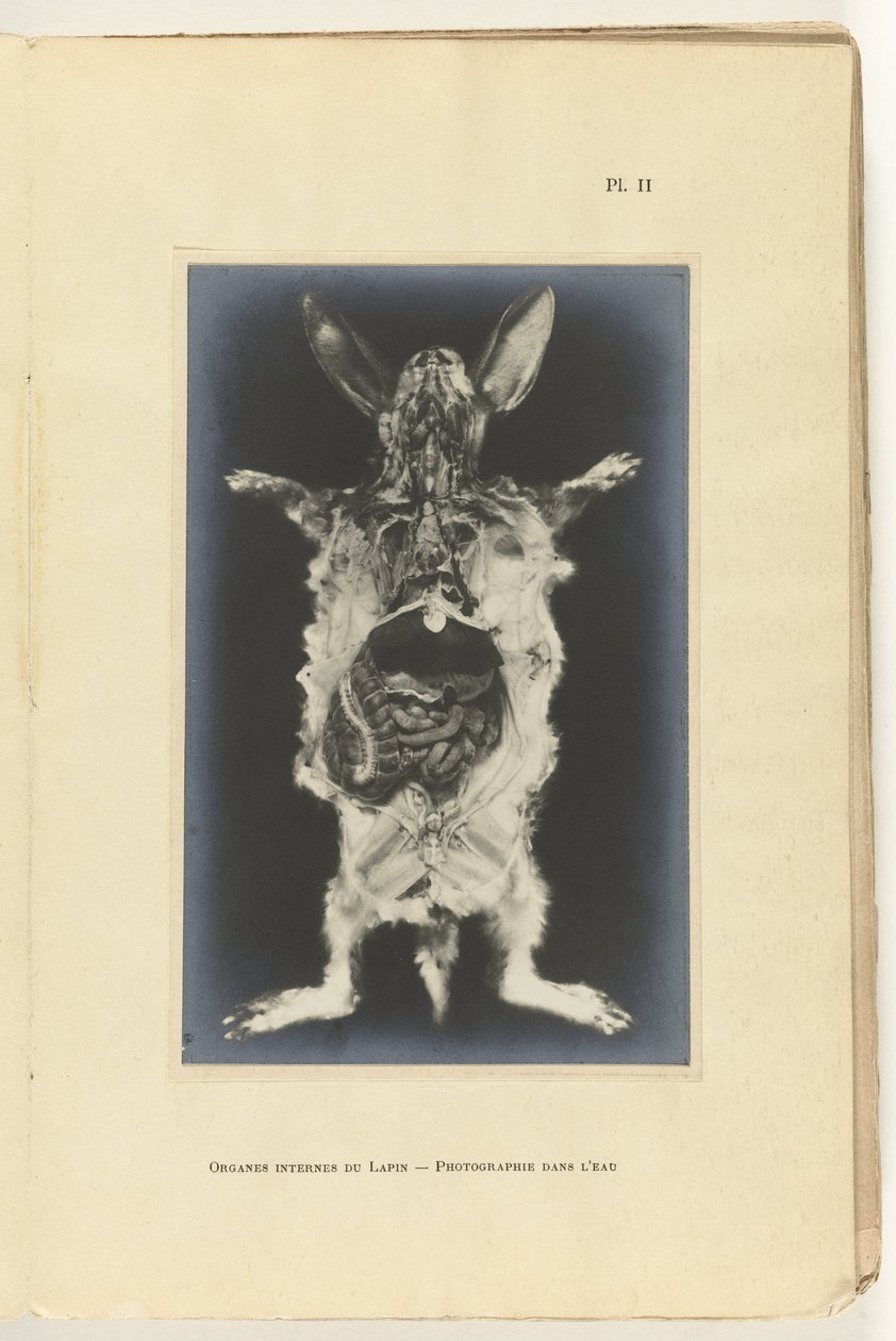 Králík rozřezán s viditelnými orgány Organes internes du lapin - Fotografie dans l