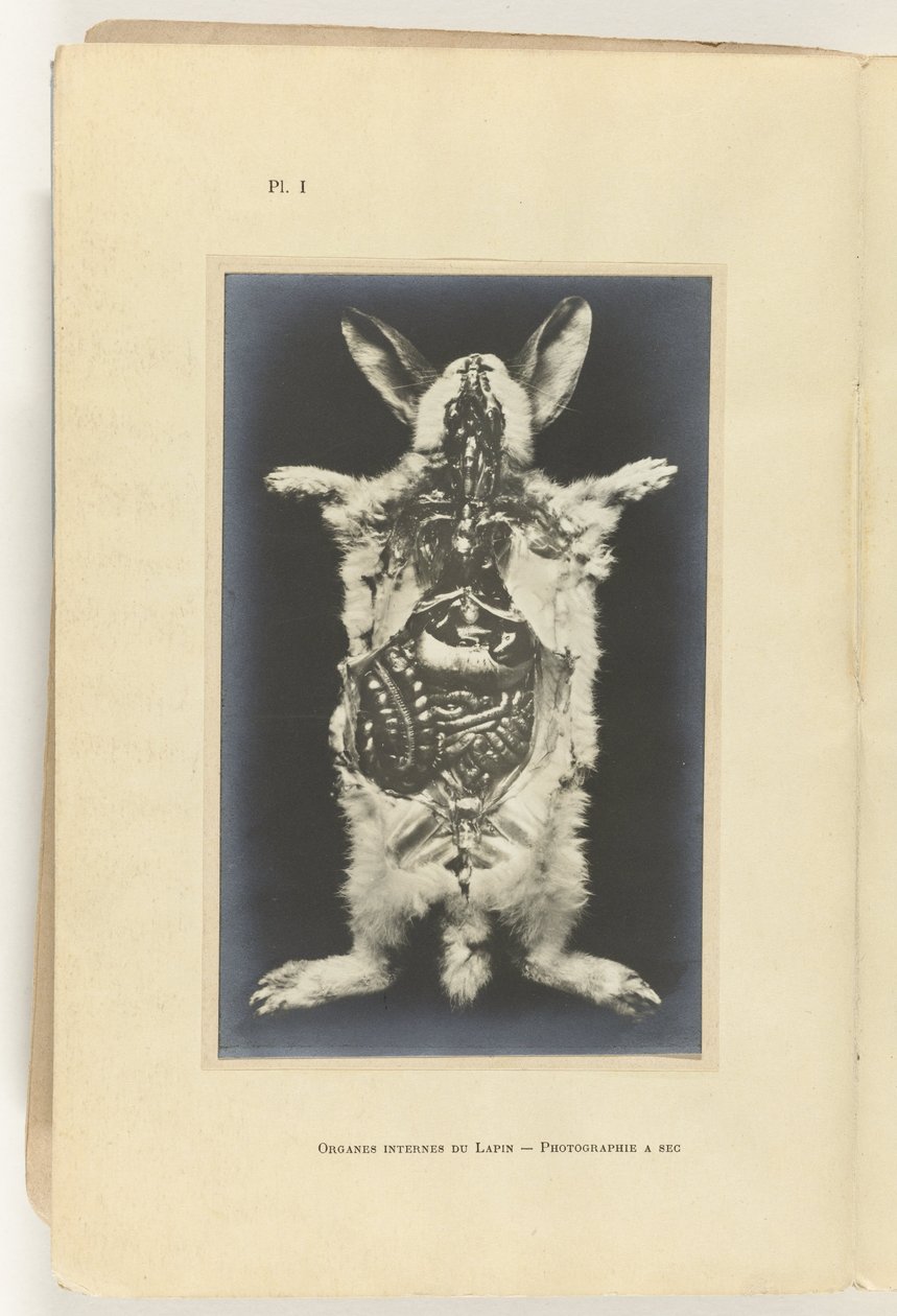 Králík rozřezán s viditelnými orgány Organes internes du lapin -Fotografie a sec od Adolphe Louis Donnadieu