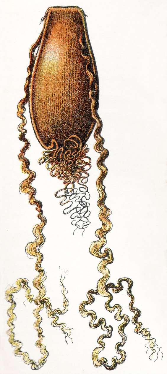 Pouzdro na vejce žraloka (Scyliorhinus), 1923 od Adolphe Philippe Millot