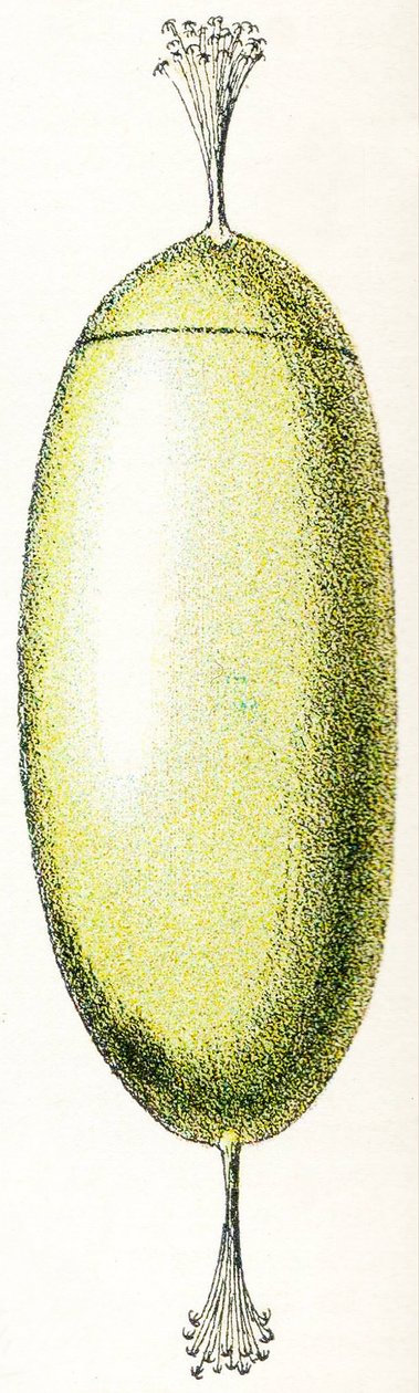 Vejce Lamprey, 1923 od Adolphe Philippe Millot