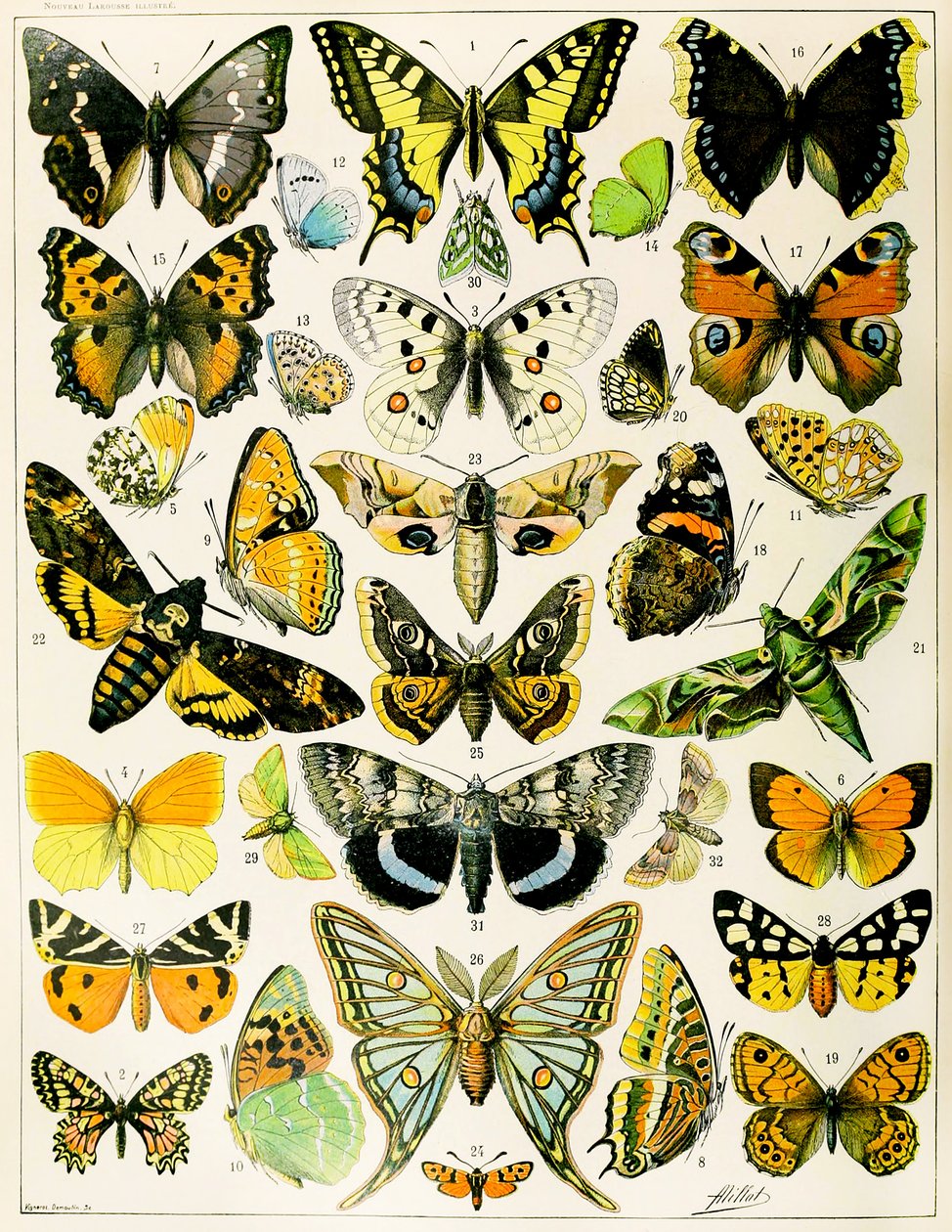 Ilustrace motýlů a můr c.1923 (litho) od Adolphe Philippe Millot