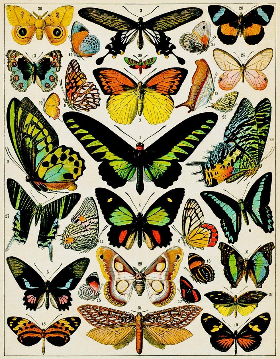 Ilustrace motýlů a můr c.1923 od Adolphe Philippe Millot