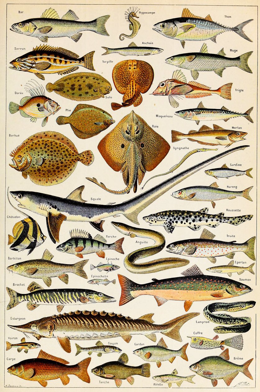 Ilustrace jedlé ryby, c.1923 od Adolphe Philippe Millot