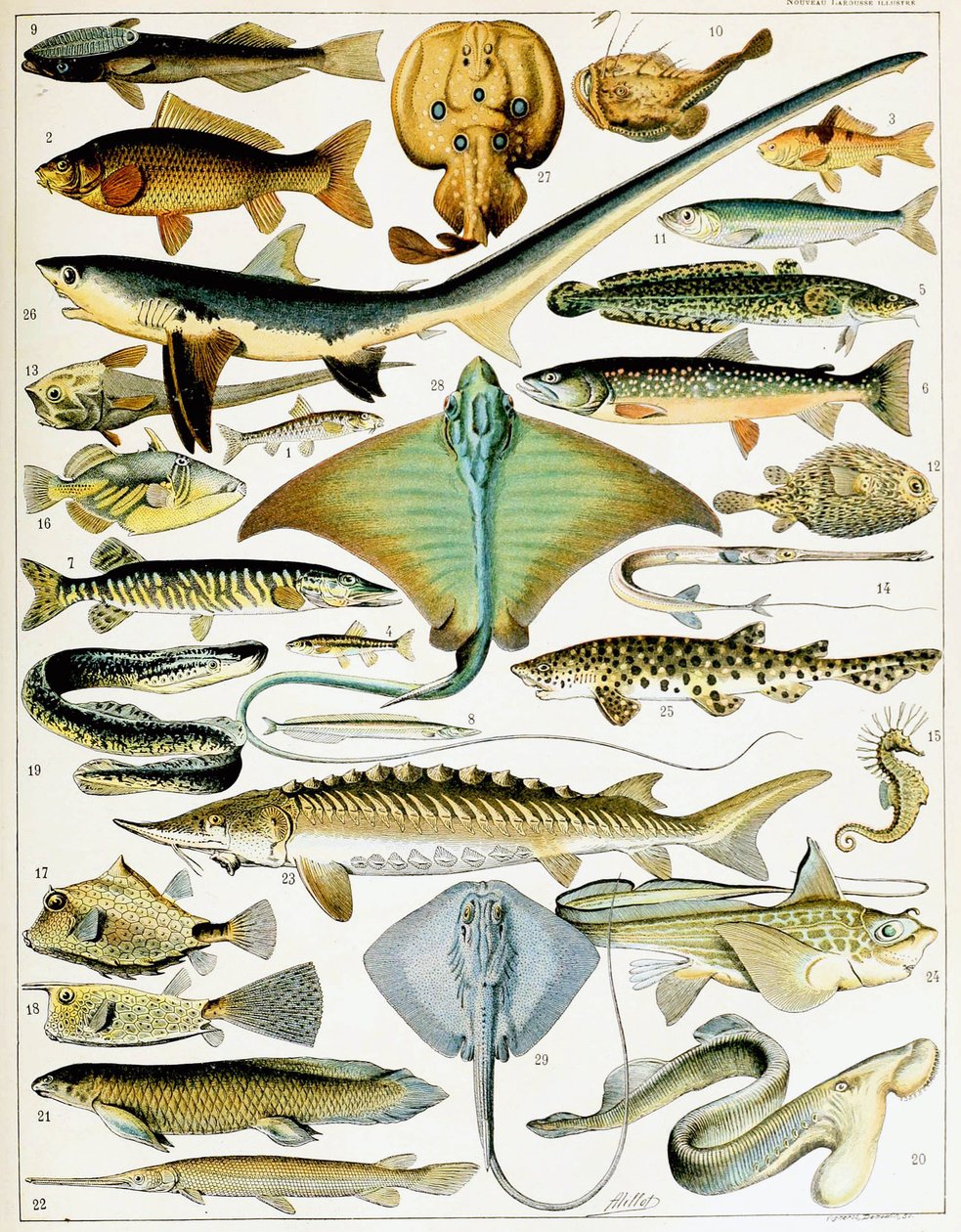 Ilustrace Fish c.1923 (litho) od Adolphe Philippe Millot