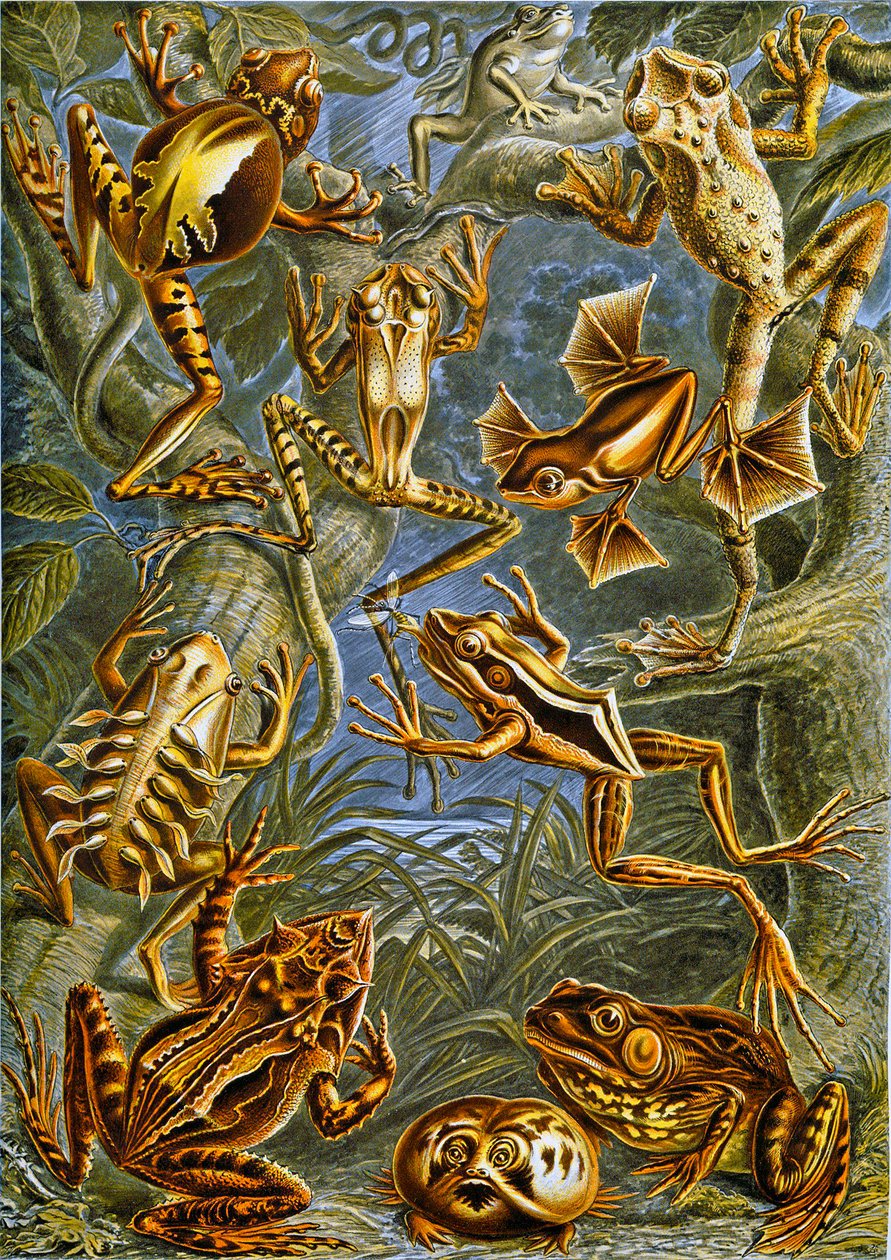 Ilustrace žab a ropuch c.1909 od Adolphe Philippe Millot
