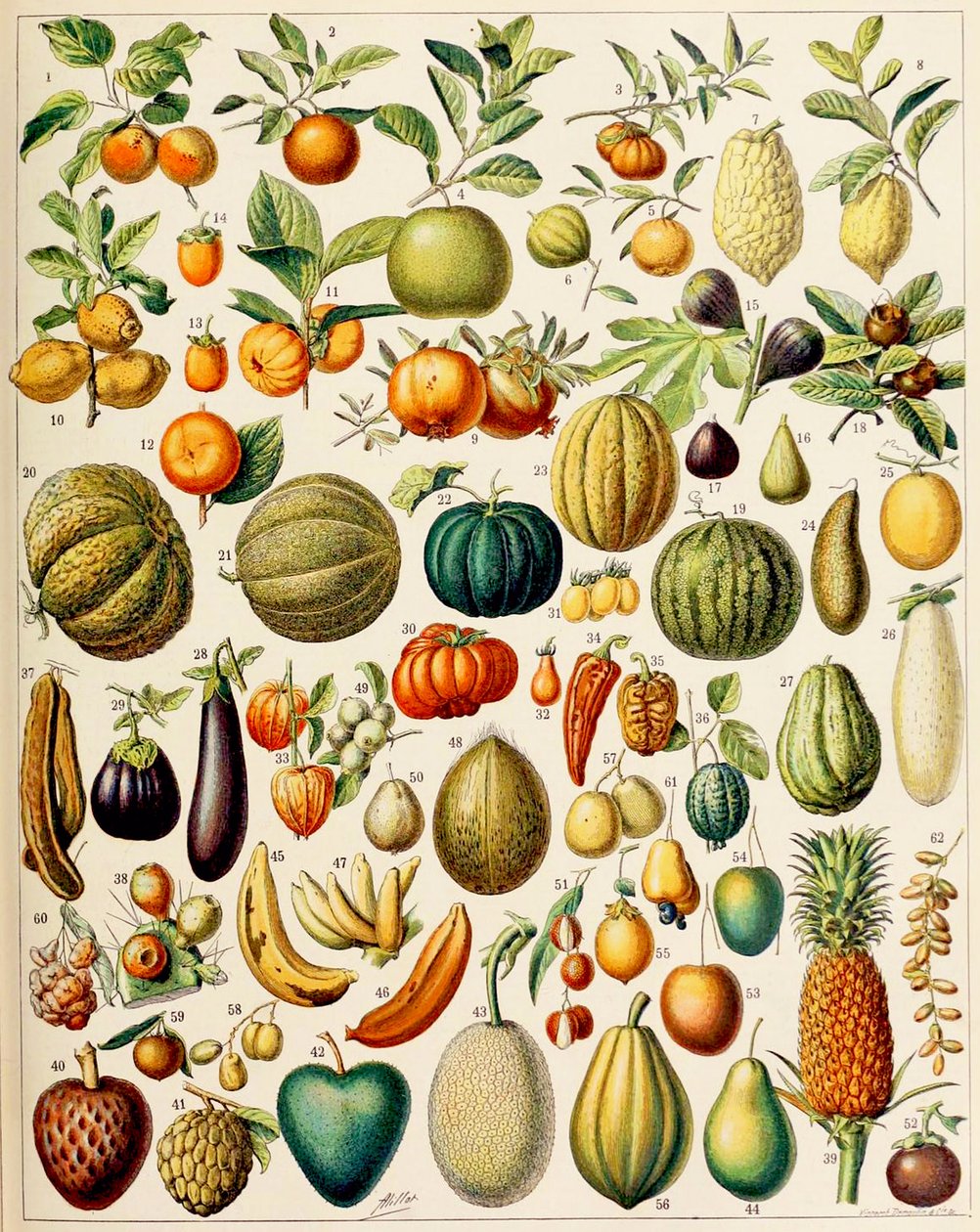 Ilustrace ovoce c.1923 od Adolphe Philippe Millot