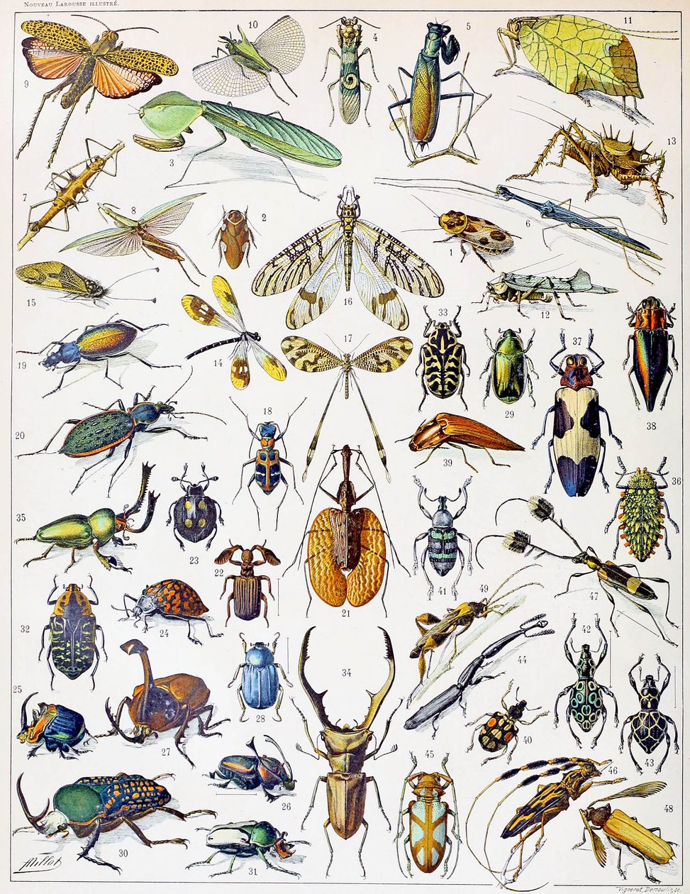 Ilustrace hmyzu c.1923 od Adolphe Philippe Millot