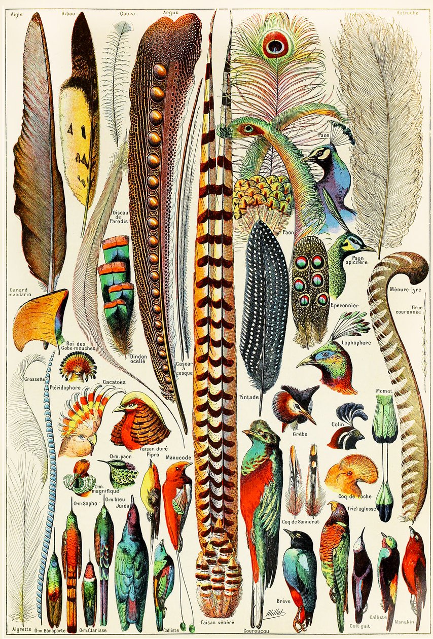Ilustrace peří a ptáků c.1923 od Adolphe Philippe Millot