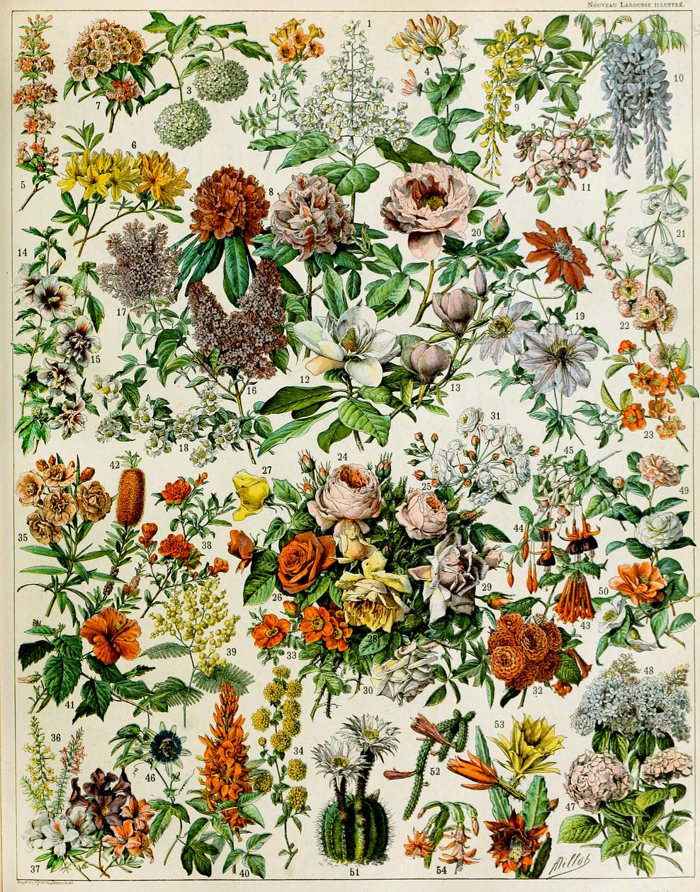 Ilustrace kvetoucích rostlin c.1923 od Adolphe Philippe Millot