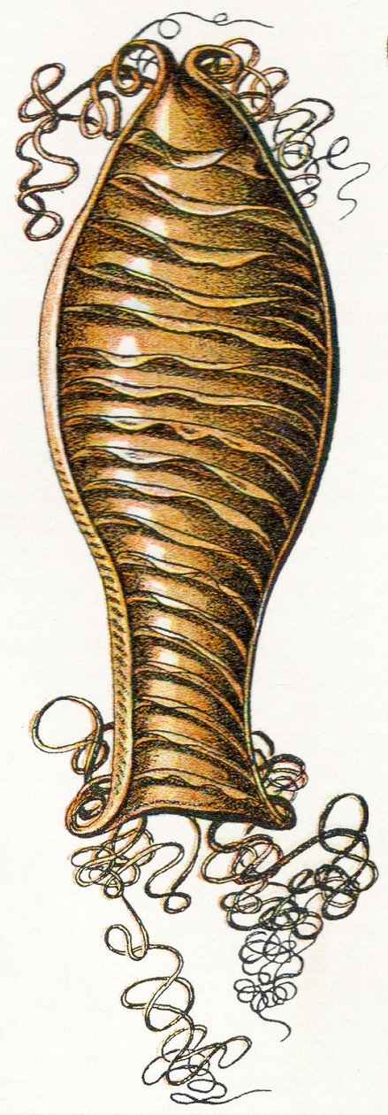 Případ rýhovaného vejce žraloka (Scyliorhinus), 1923 od Adolphe Philippe Millot
