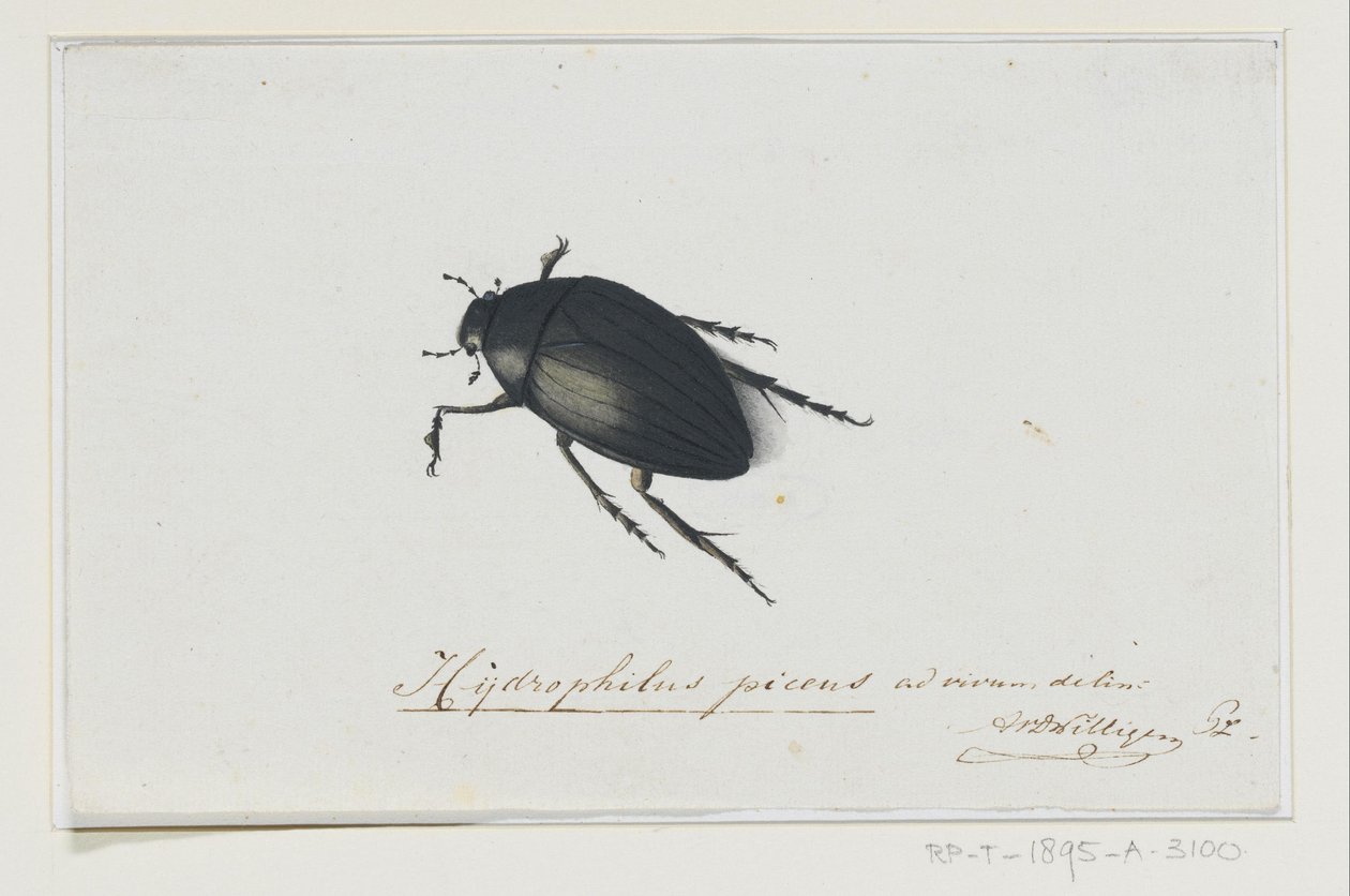 Černý vodní brouk Hydrophilus picens (název na objektu) od Adriaan van der Willigen