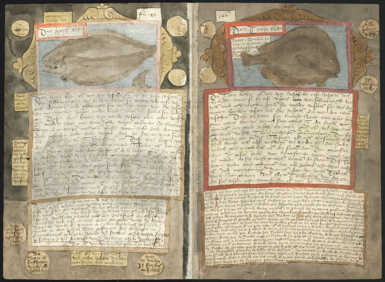 Visboeck Adriaena Coenena od Adriaen Coenen