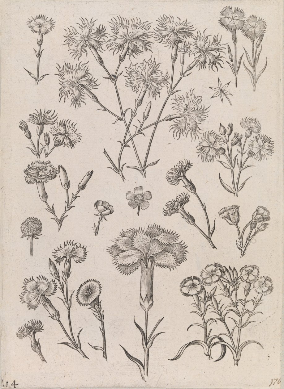 Narcisy od Adriaen Collaert