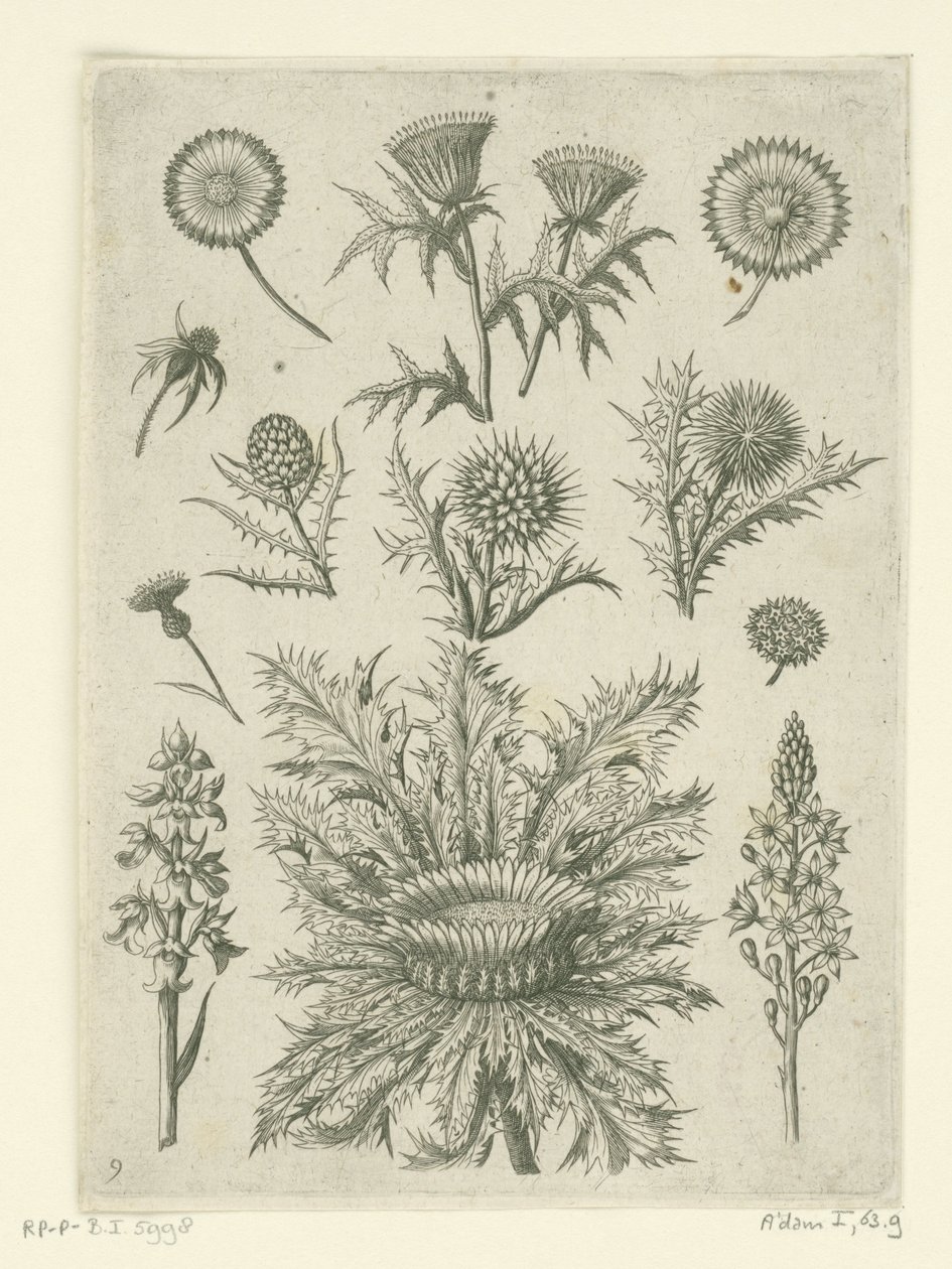 Vzdálené různými způsoby Florilegium (název série) od Adriaen Collaert
