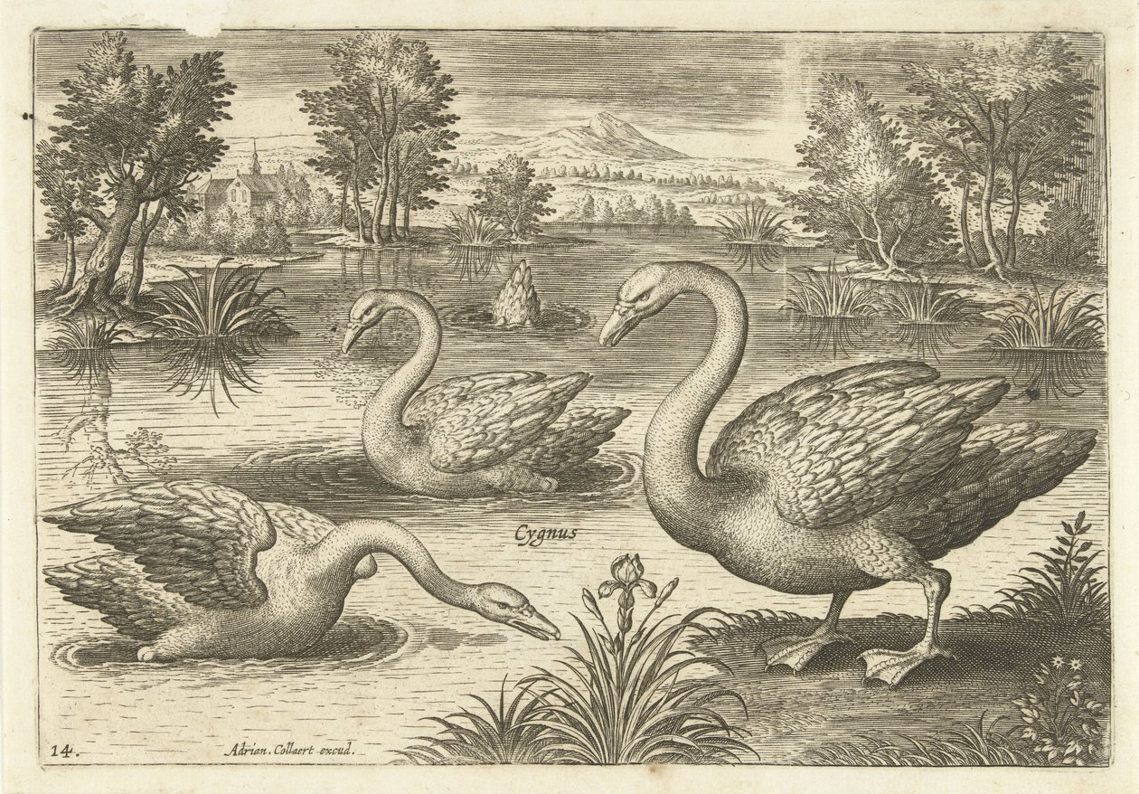 Tři labutě v rybníku Ptáci (název seriálu) Avium vivae (název série) od Adriaen Collaert
