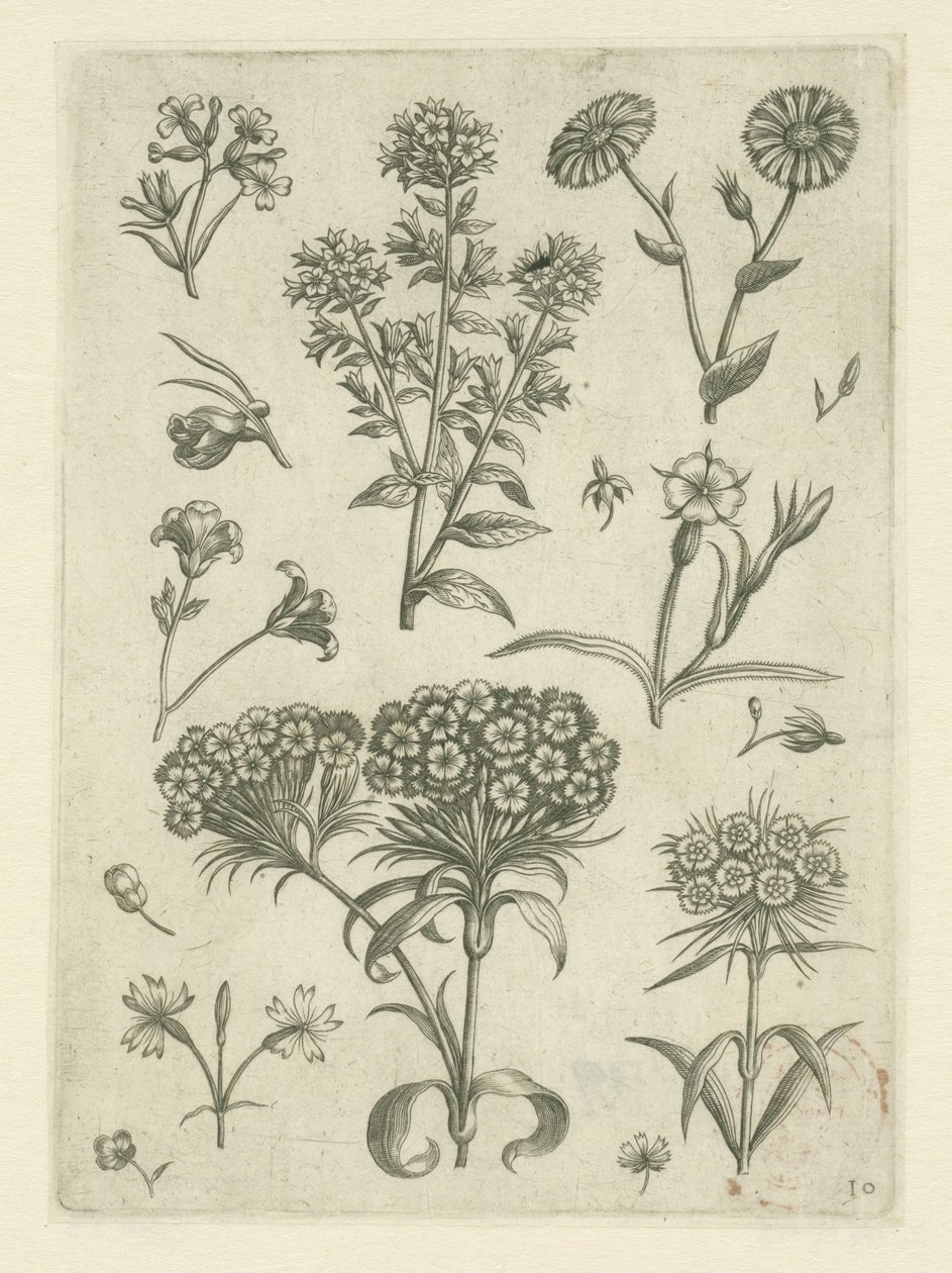 Sladký William a další květiny Florilegium (název série) od Adriaen Collaert